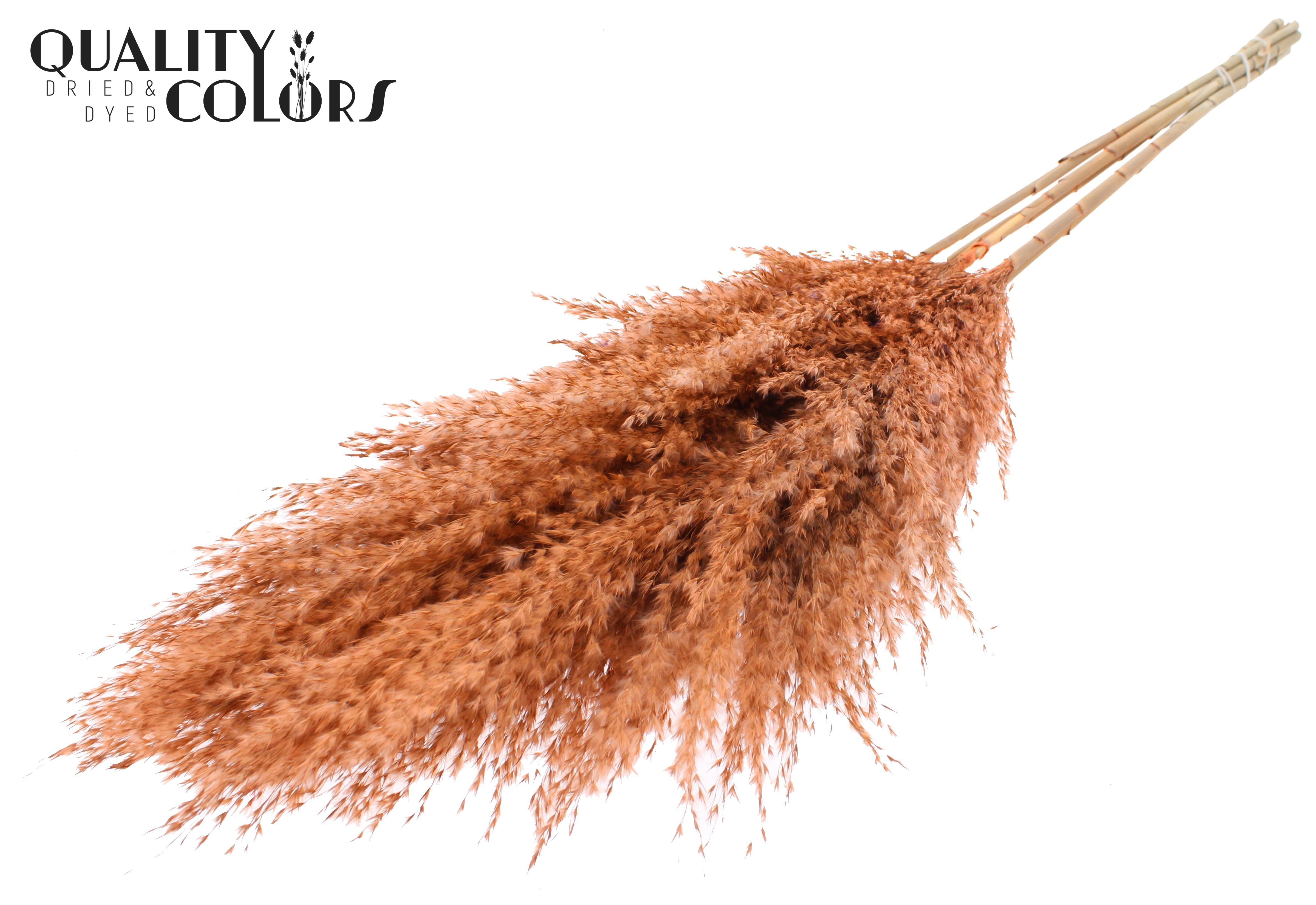 Pampas Grass Frosted Salmon Per Bunch 100cm