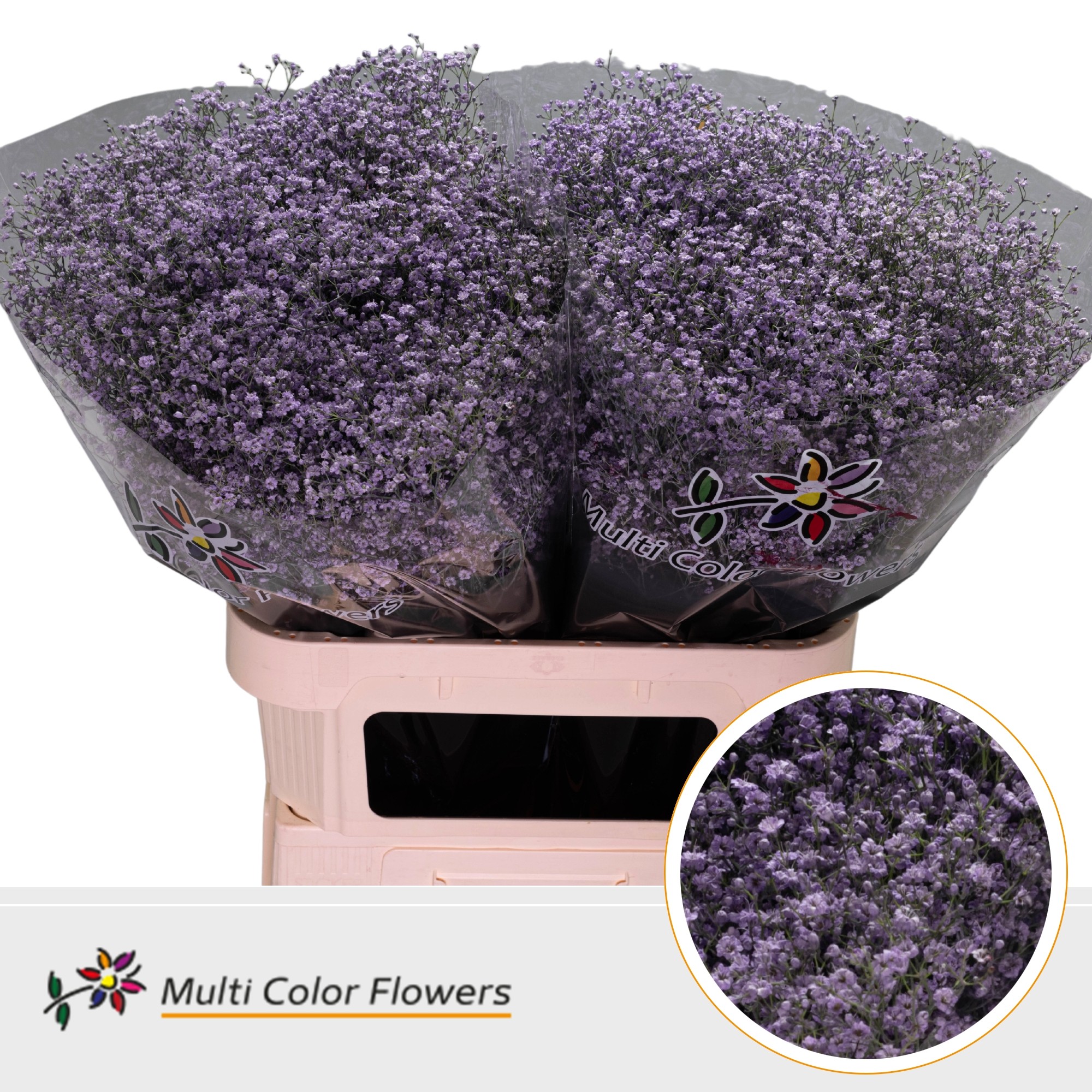 Gypsophila Painted Million Star Milka 80cm