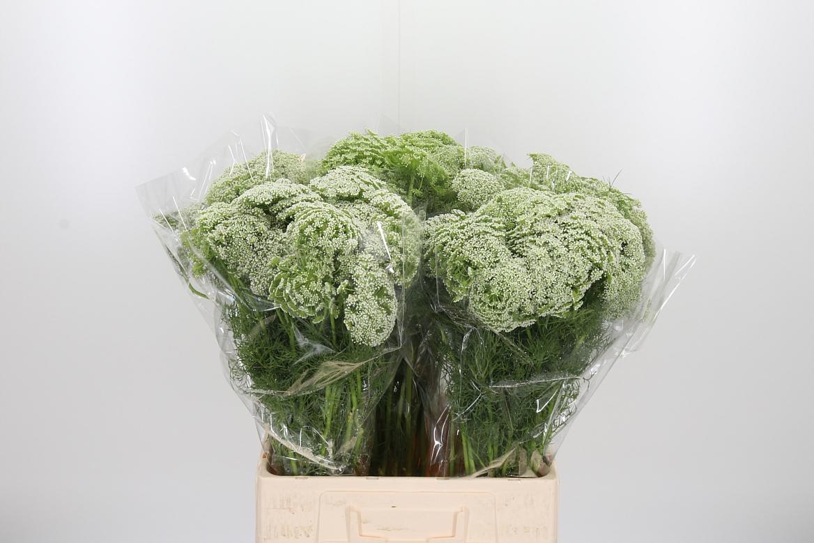 Ammi Vis Casablanca