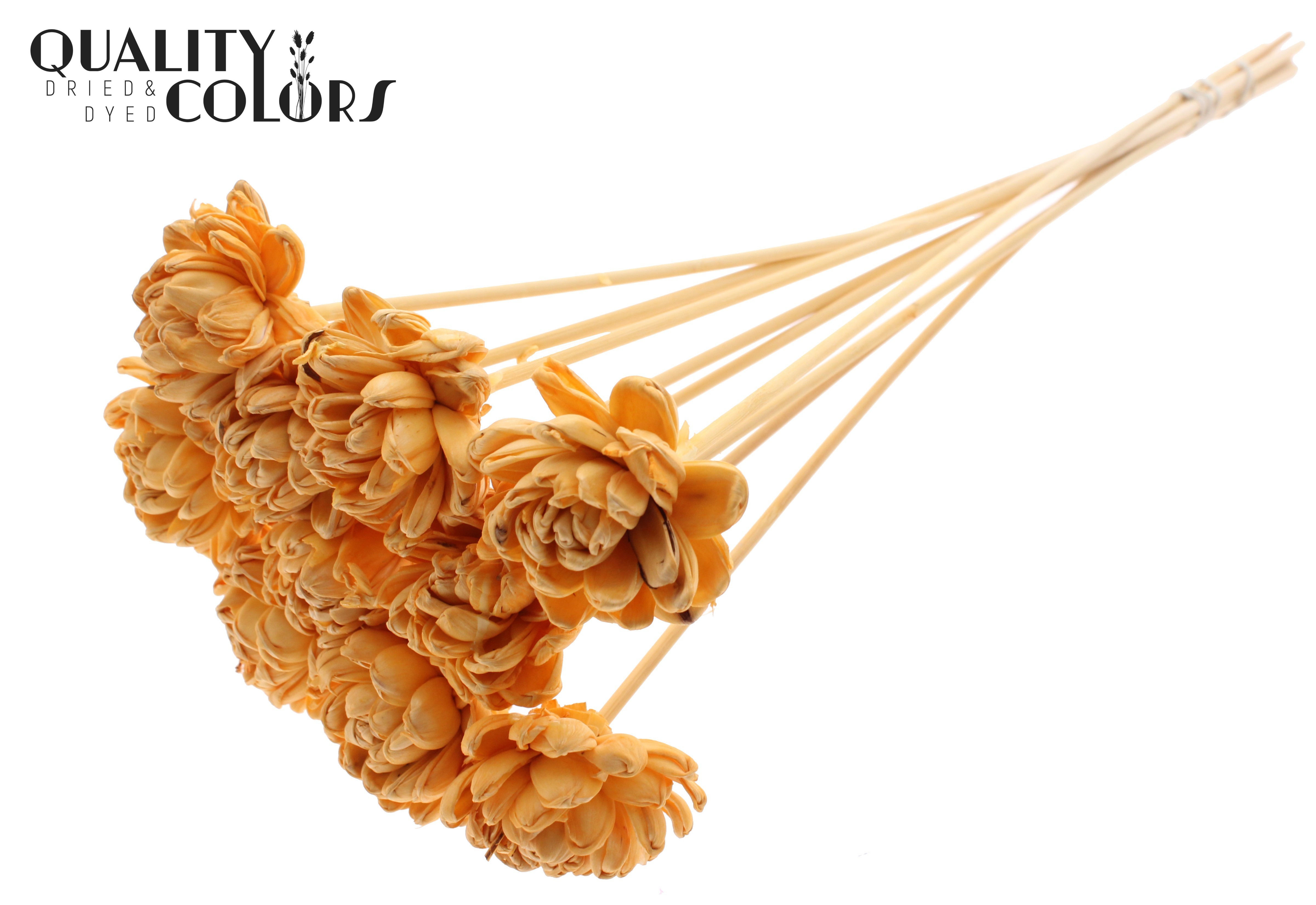 Shola Beauty Rose Apricot 50cm