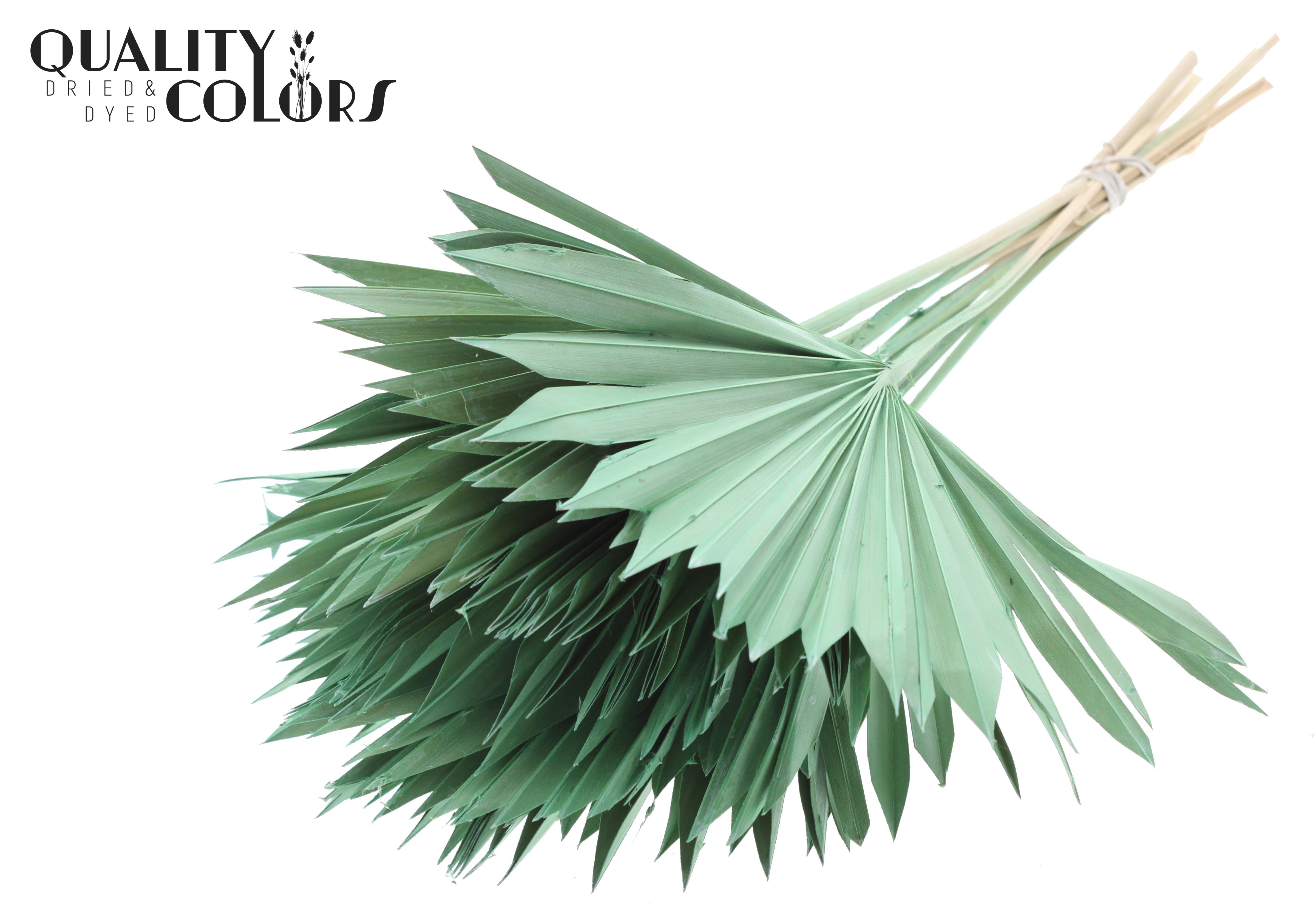 Palm Sun Frosted Frosted Mint Green 50cm