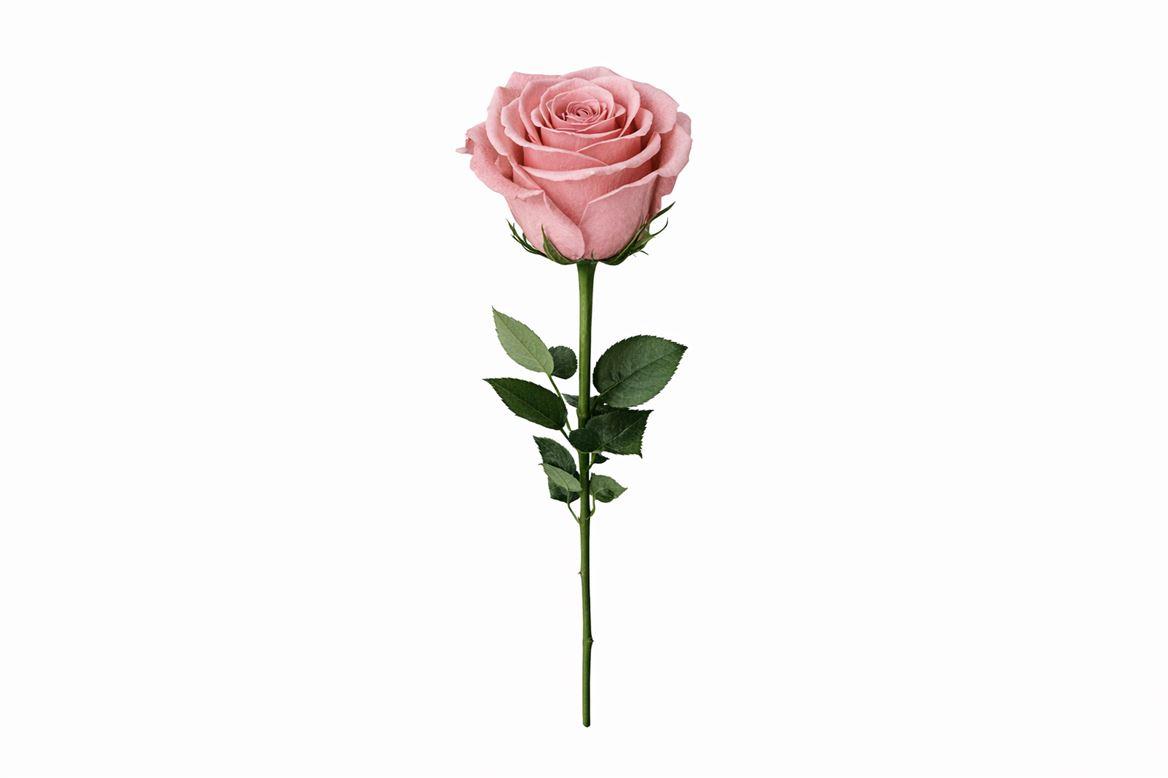 Ro Pres Stem 50cm Pink Dusty