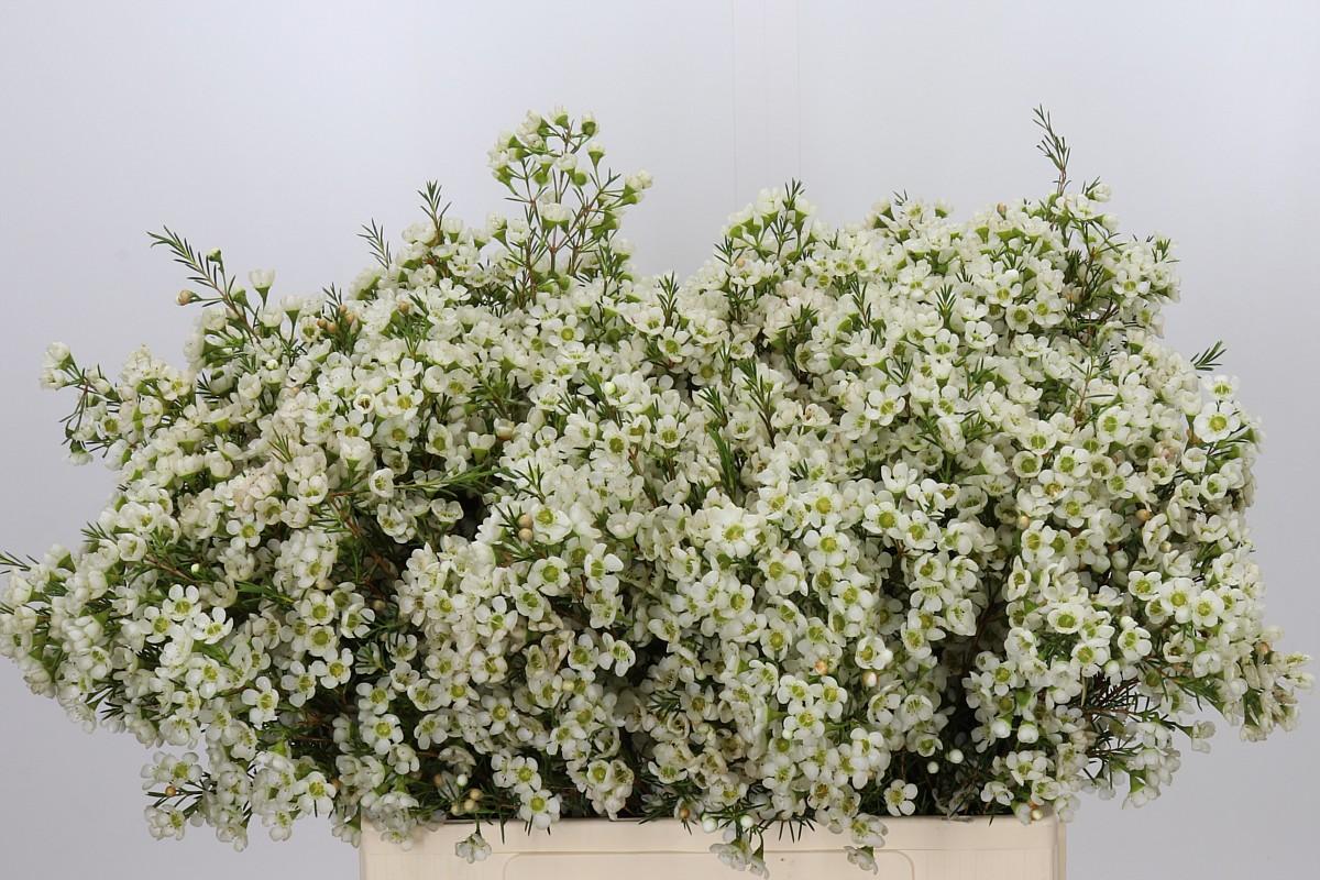 Chamelaucium Ivory Pearl