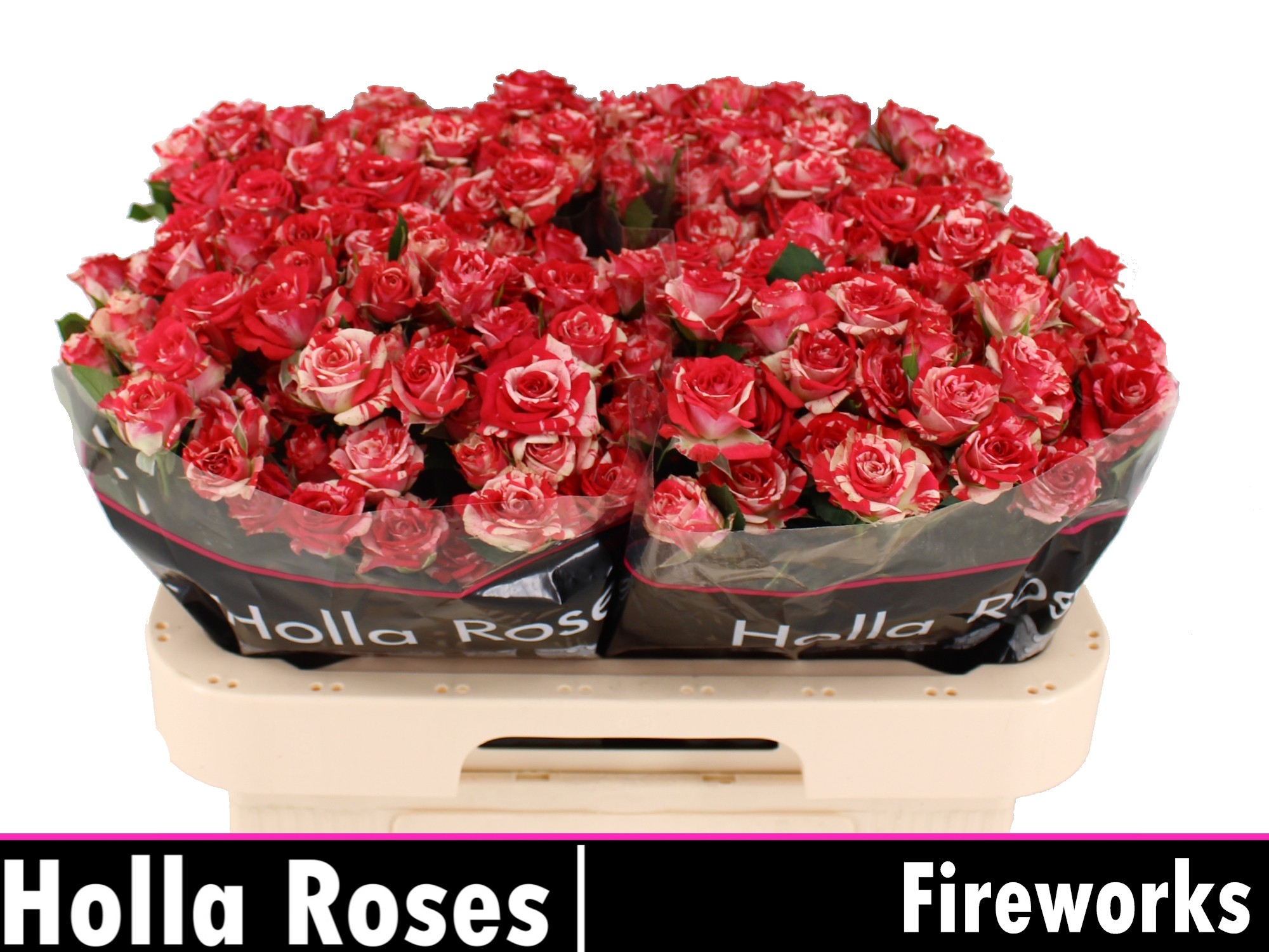 Rosa Spr Fireworks 60cm