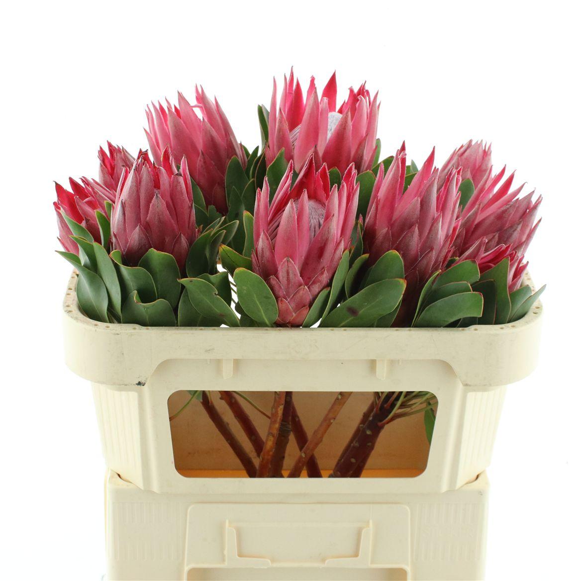 Protea Cy Madiba