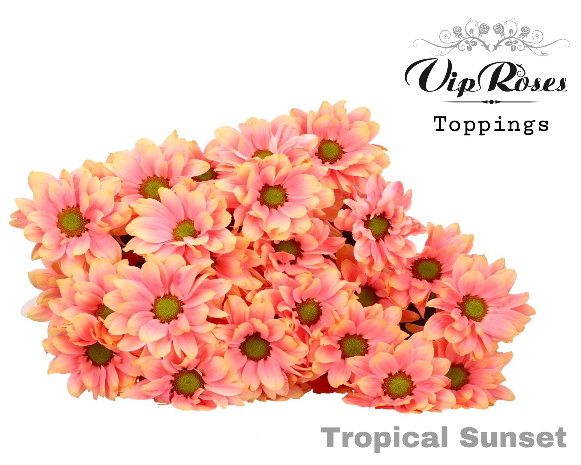 Chr T Tropical Sunset 65 cm