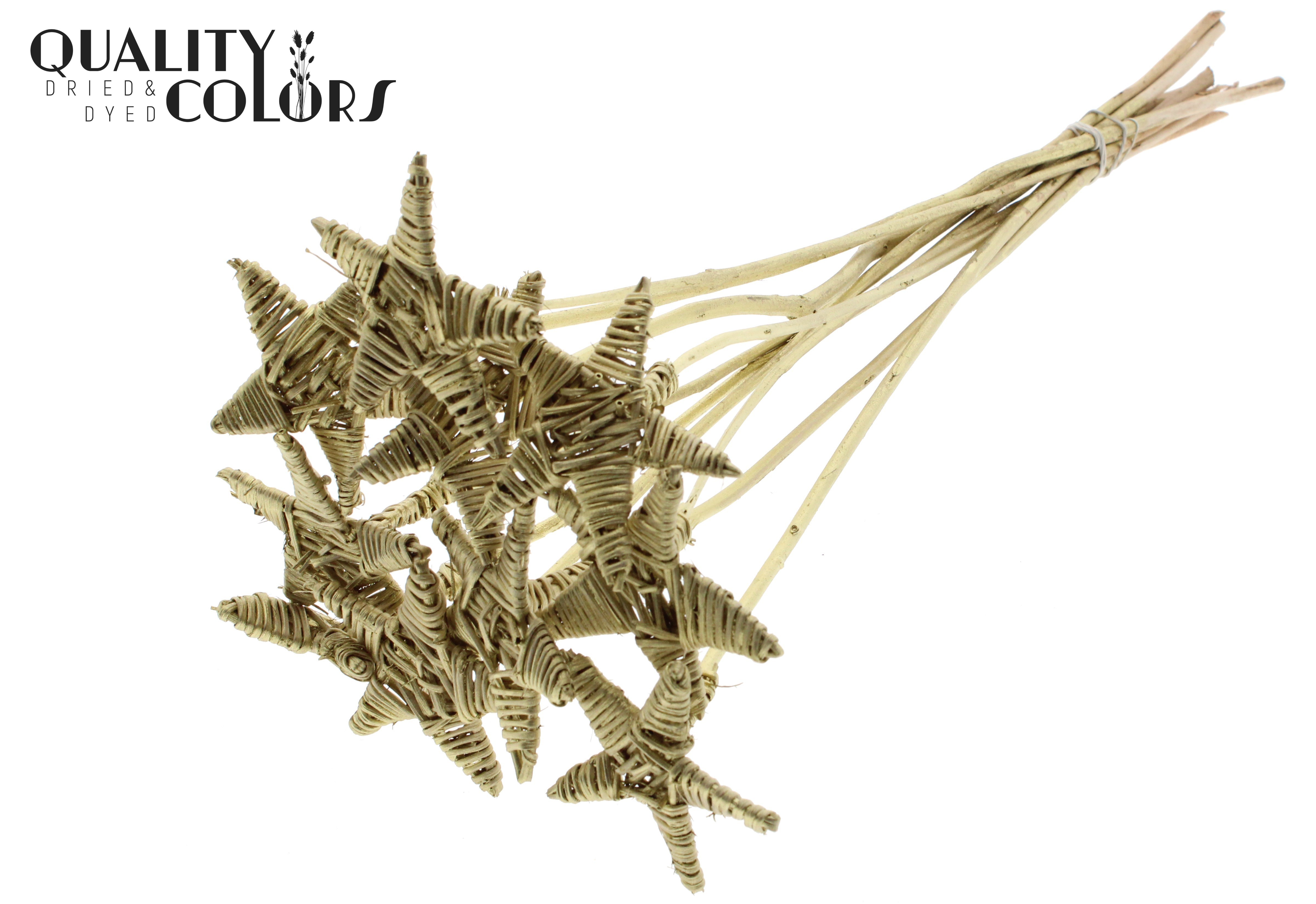 Lata Star Gold 50cm