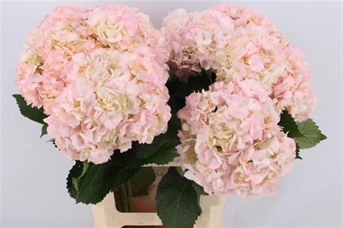Hydr Very Light Pink Absorbed