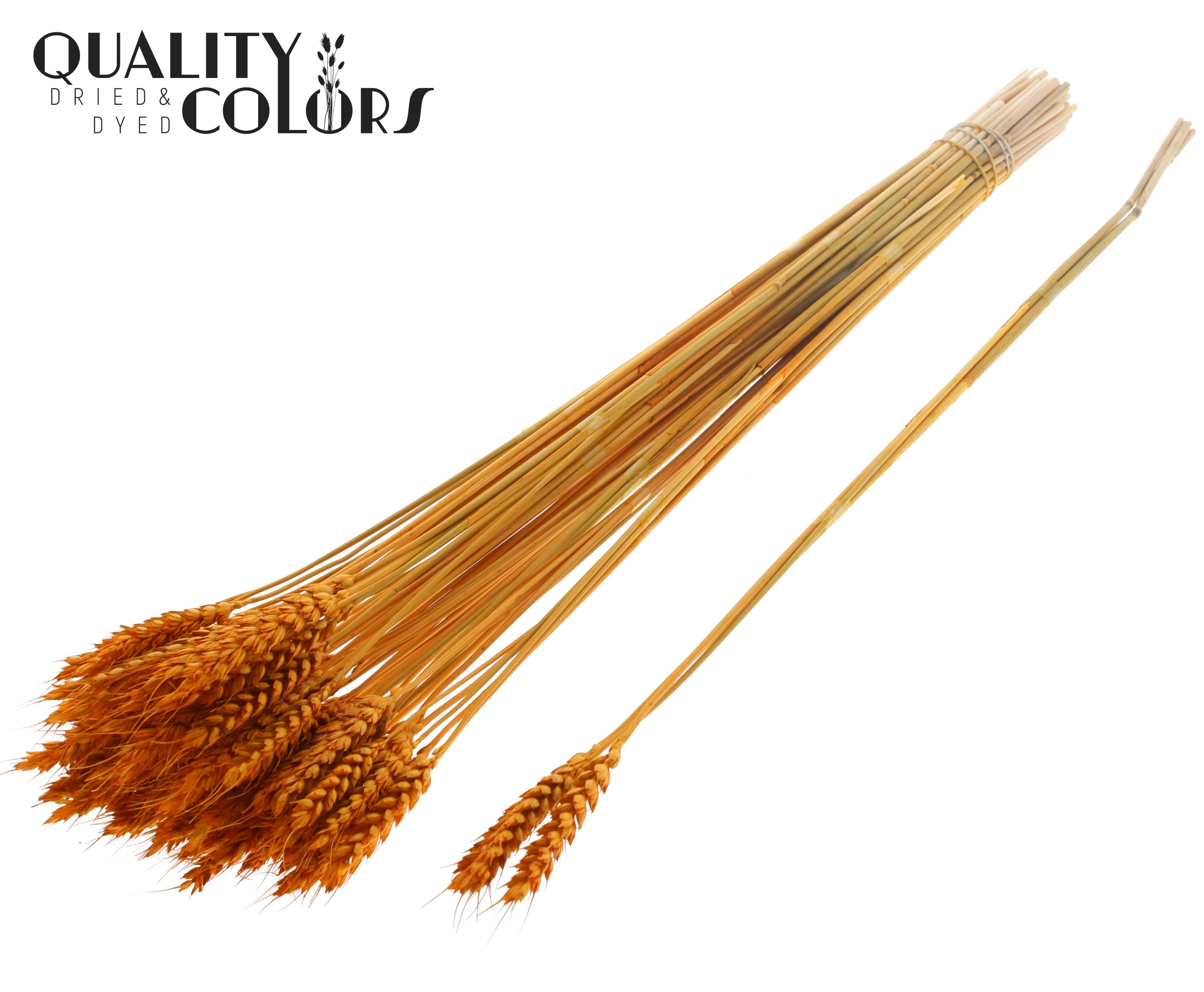 Triticum Tuft Apricot 55cm