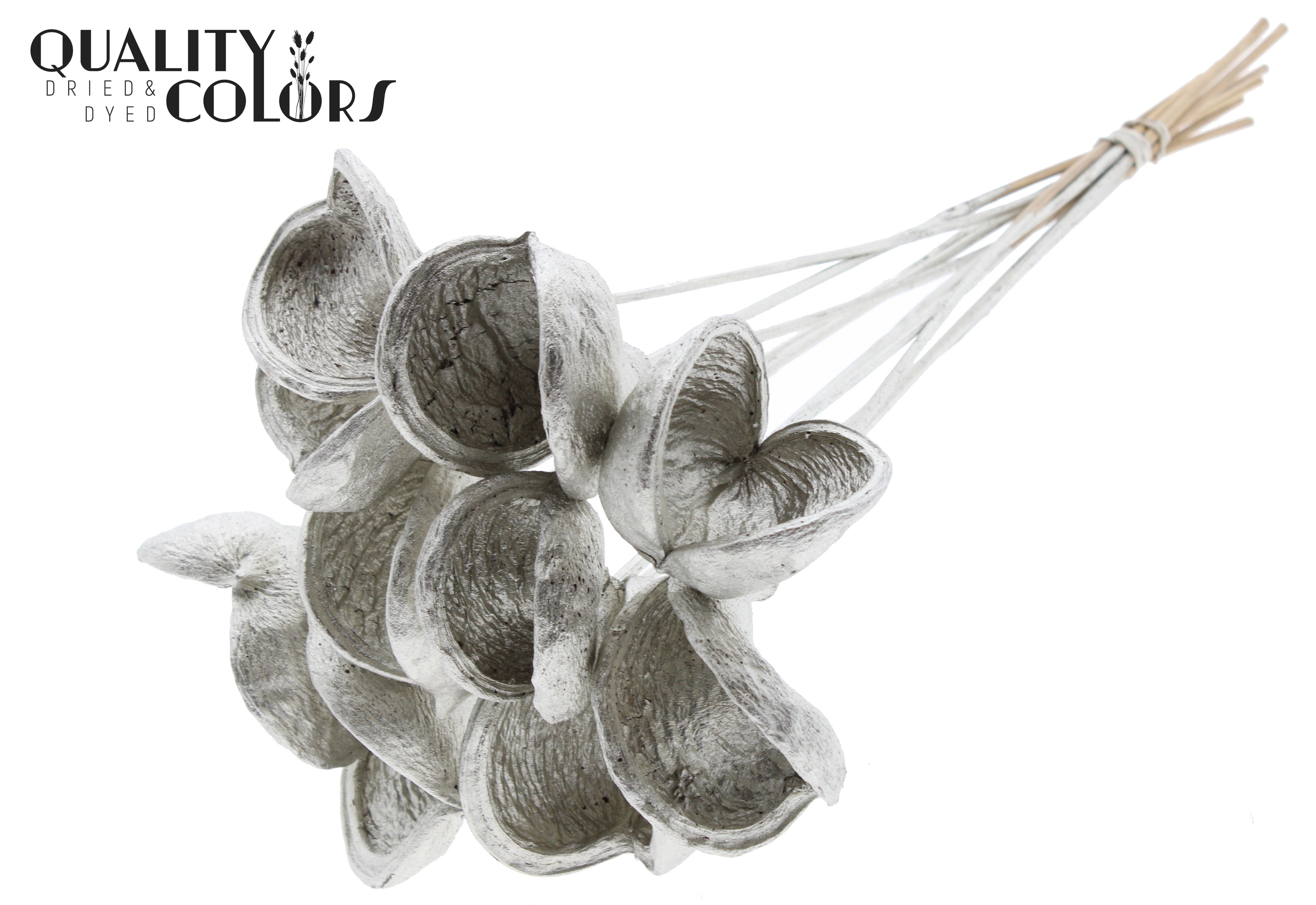Badam Platinum 50cm