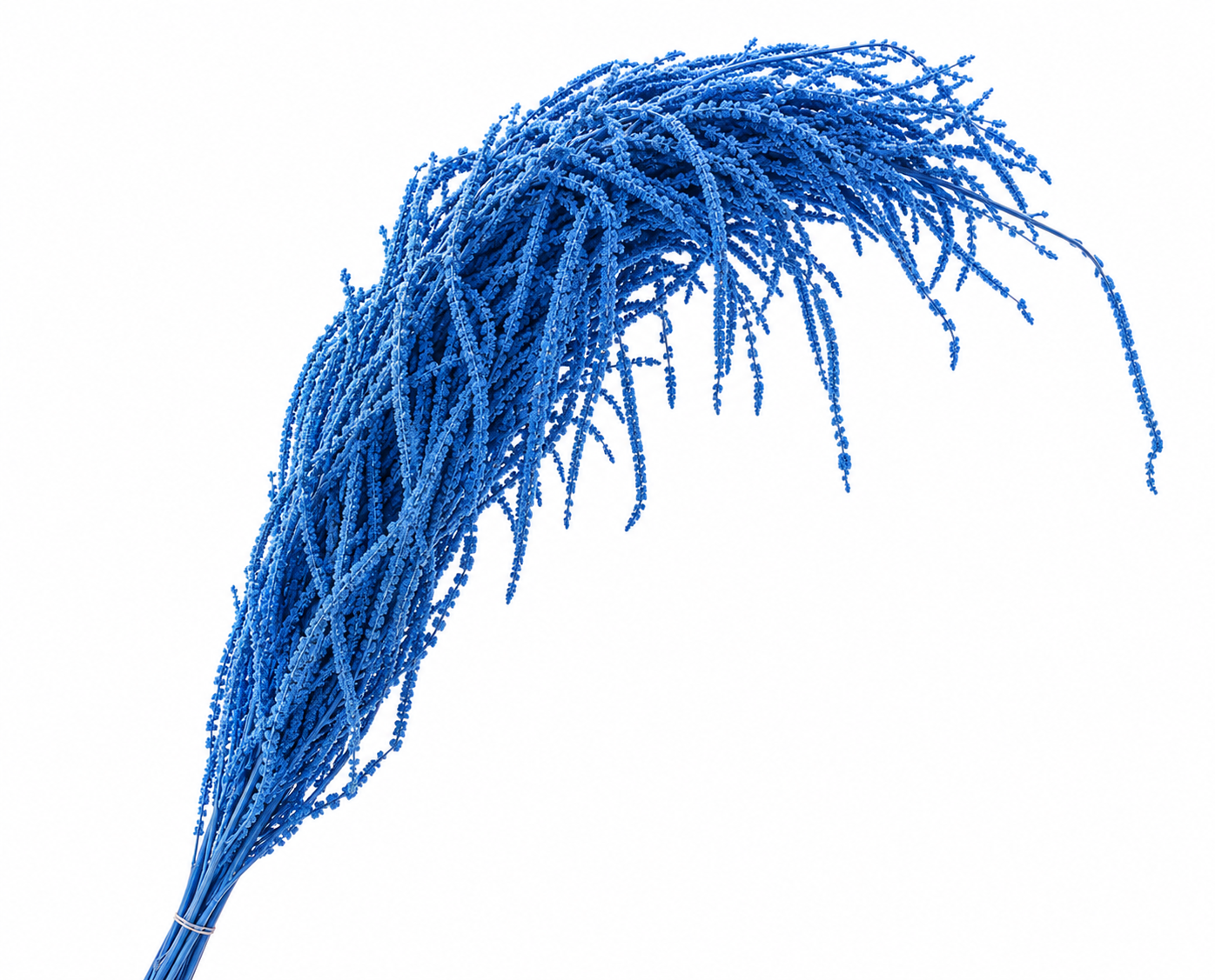 Dried Bleached Amaranthus Caudatus Cobalt Blue