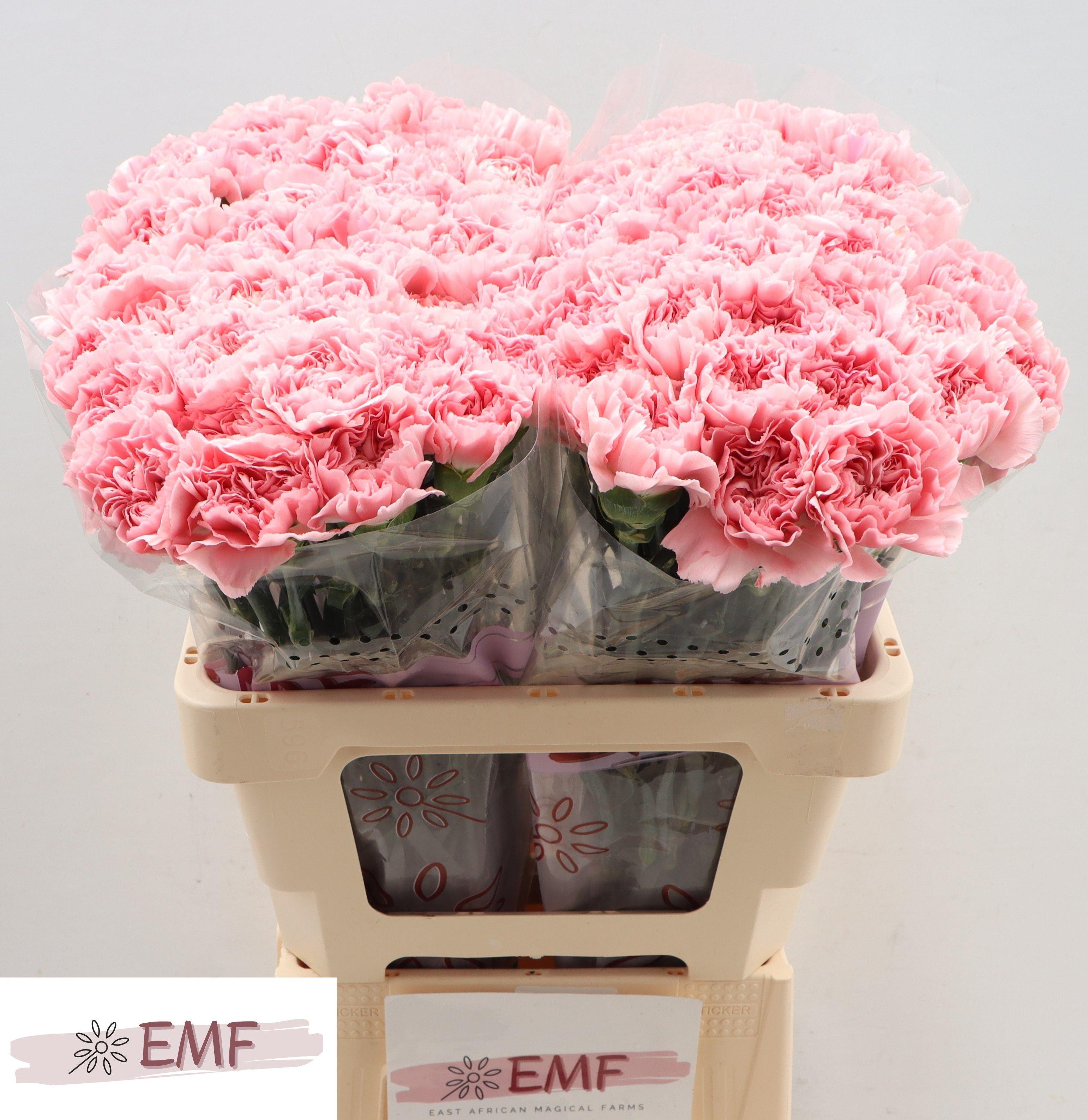 Dianthus St Pink Montezuma 60cm
