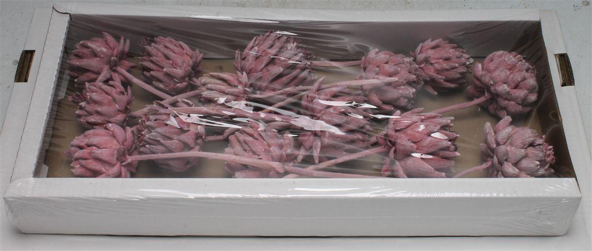 Artichoke Erika Frosted ( X 14 St )