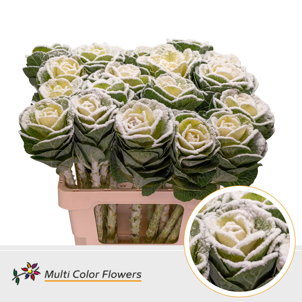 Brassica Naturel Snow & Glit Parelmoer