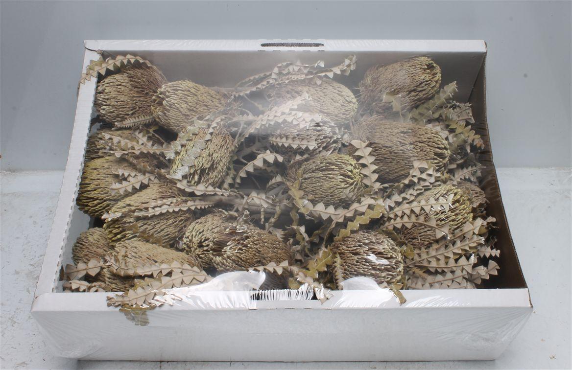 Banksia Speciosa White Washed ( X 30 St )