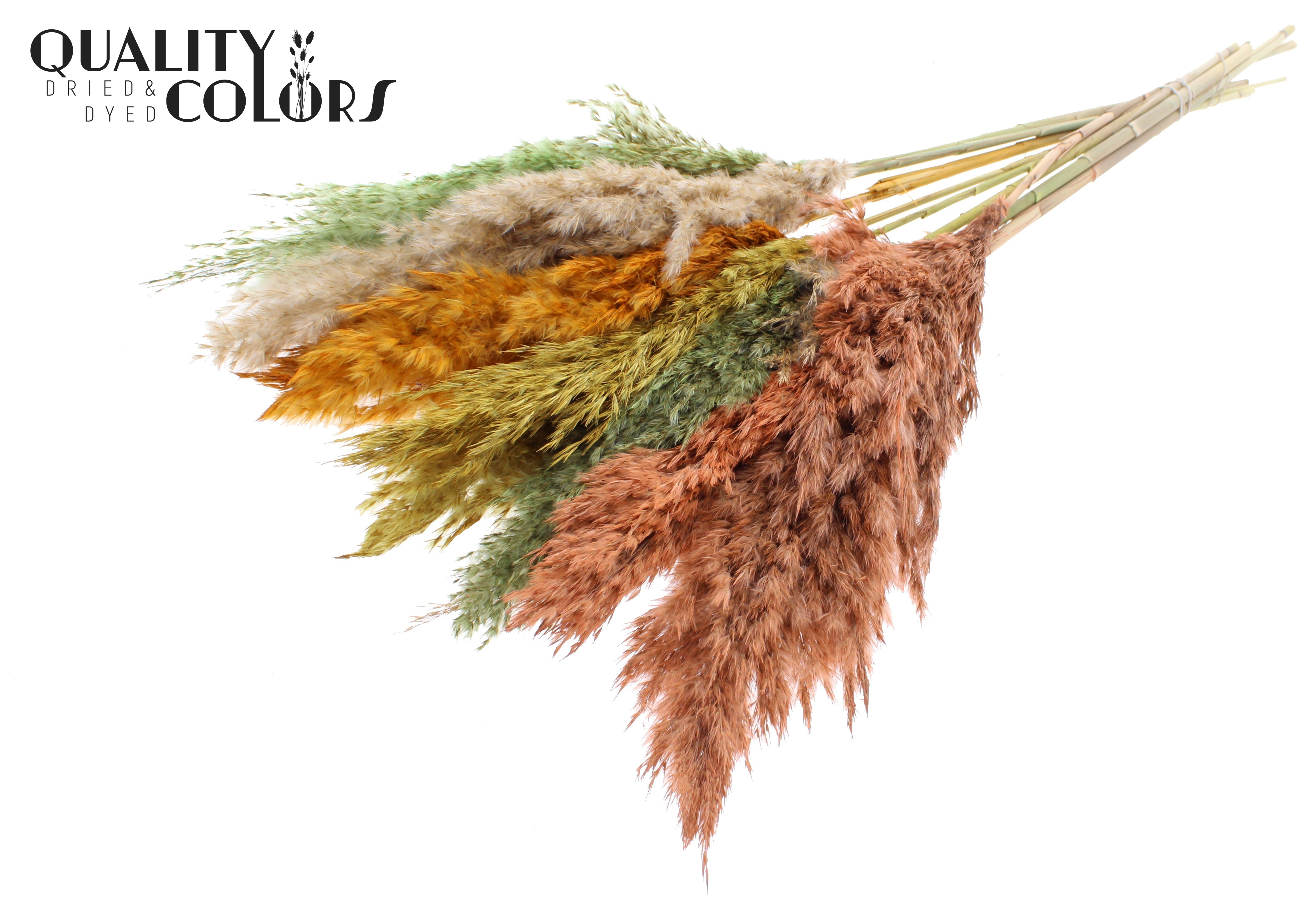 Pampas Grass Summer Mix Per Bunch 70cm