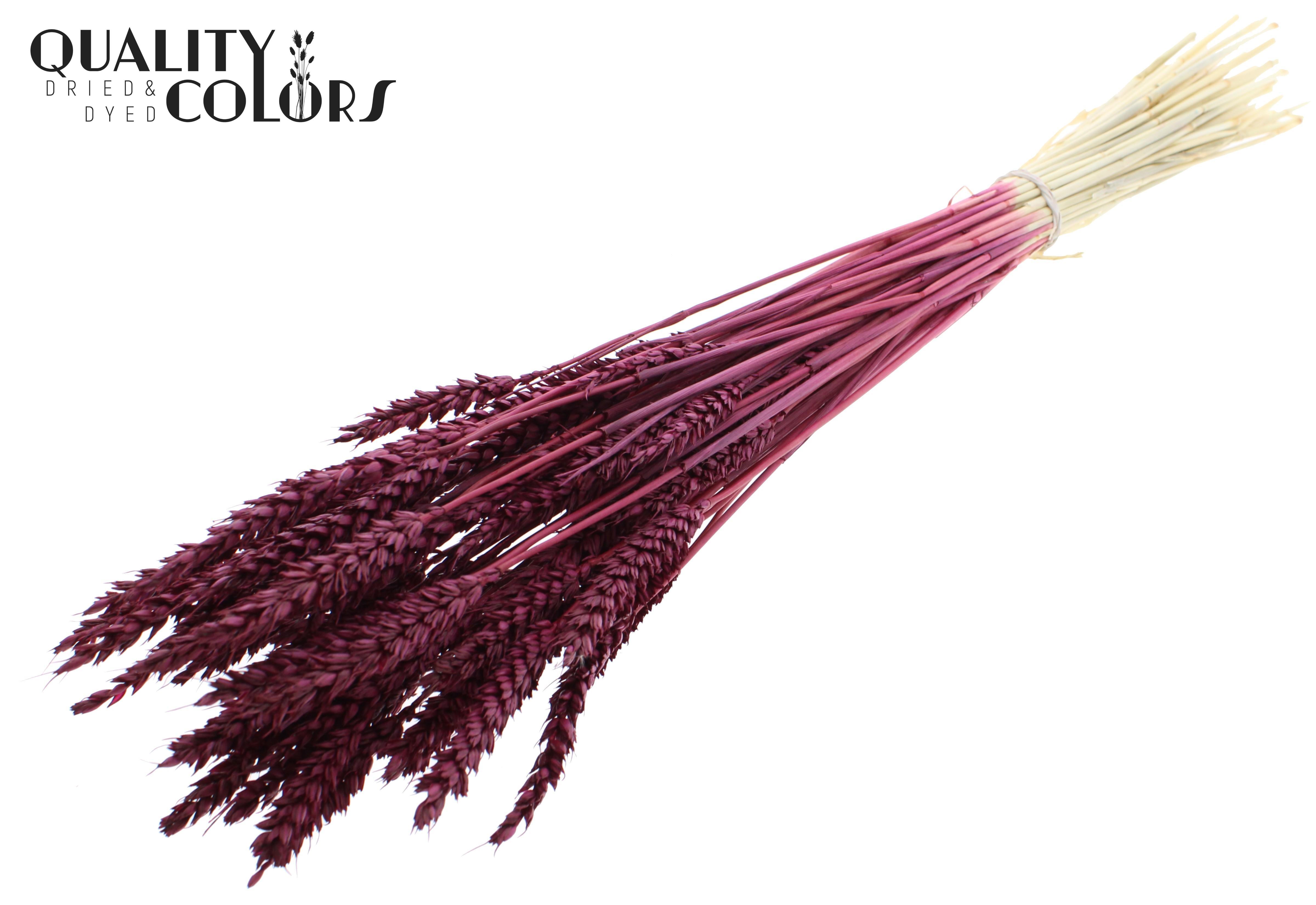 Triticum Intense Burgundy Per Bunch 60cm