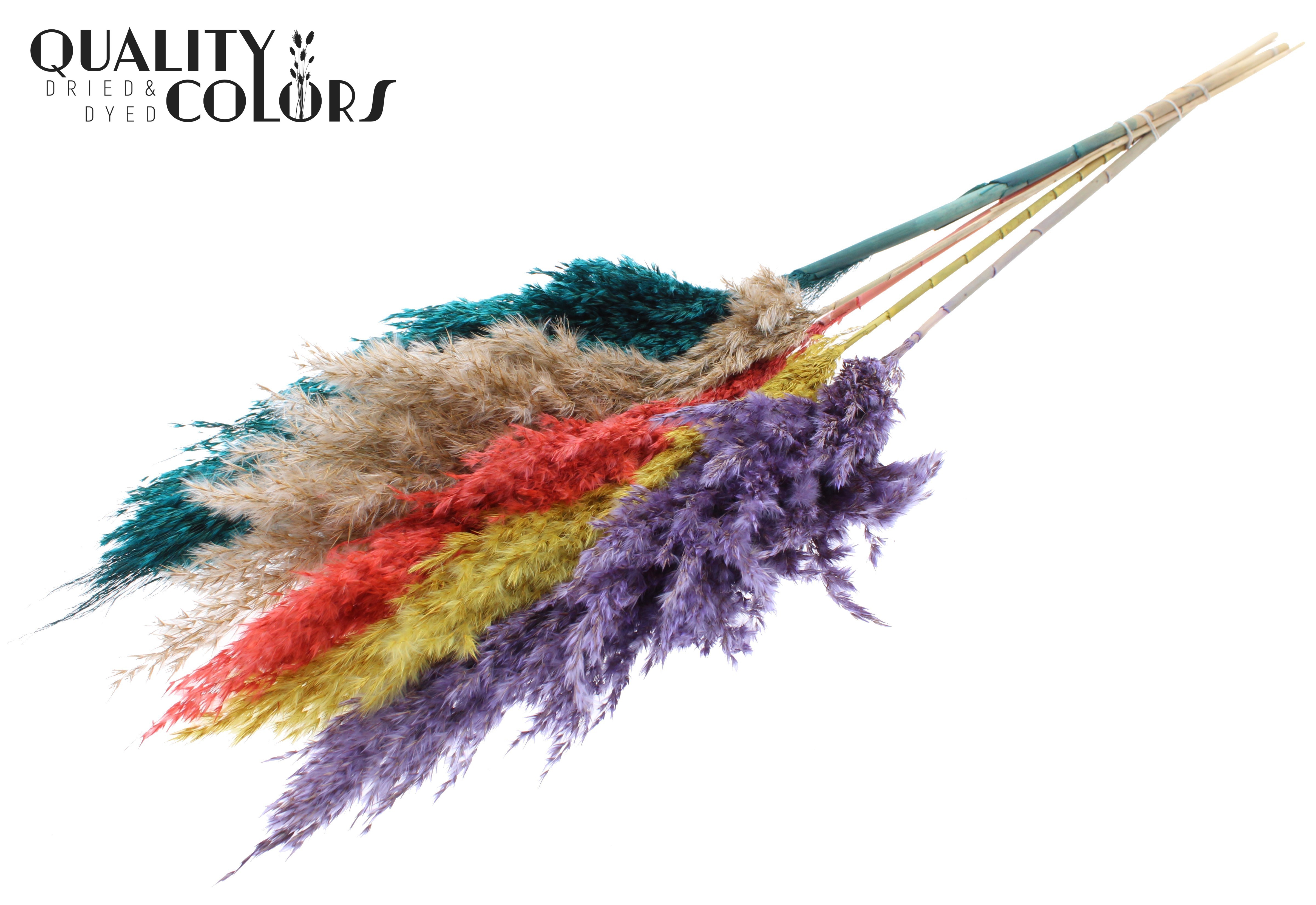Pampas Grass Colourful 5 Per Bunch 100cm