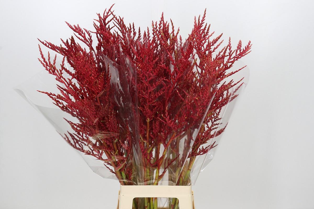 Bromelia Red Paloma