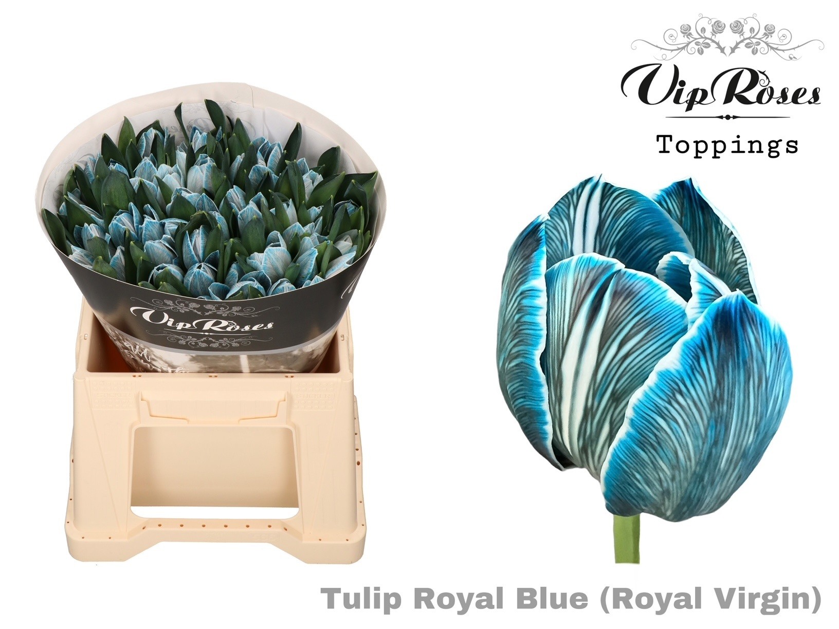 Tu En Rv Royal Blue 38 cm