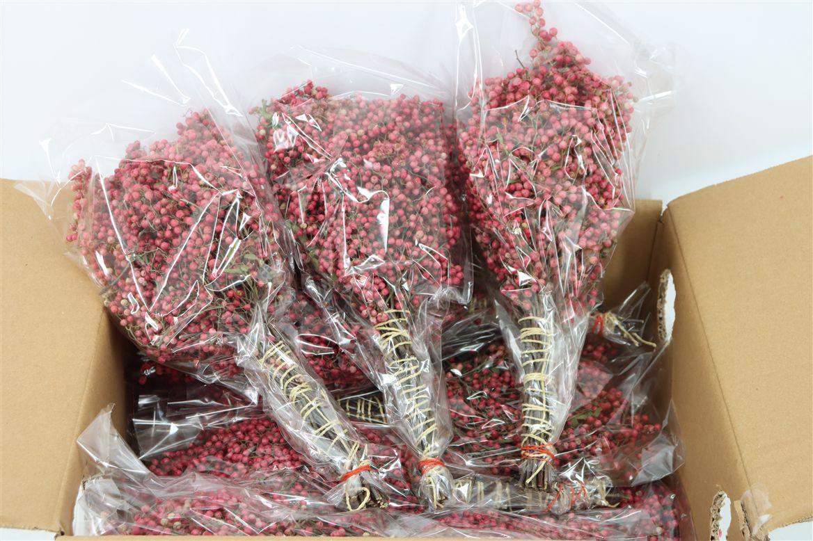 Schinus M Pink Bunch