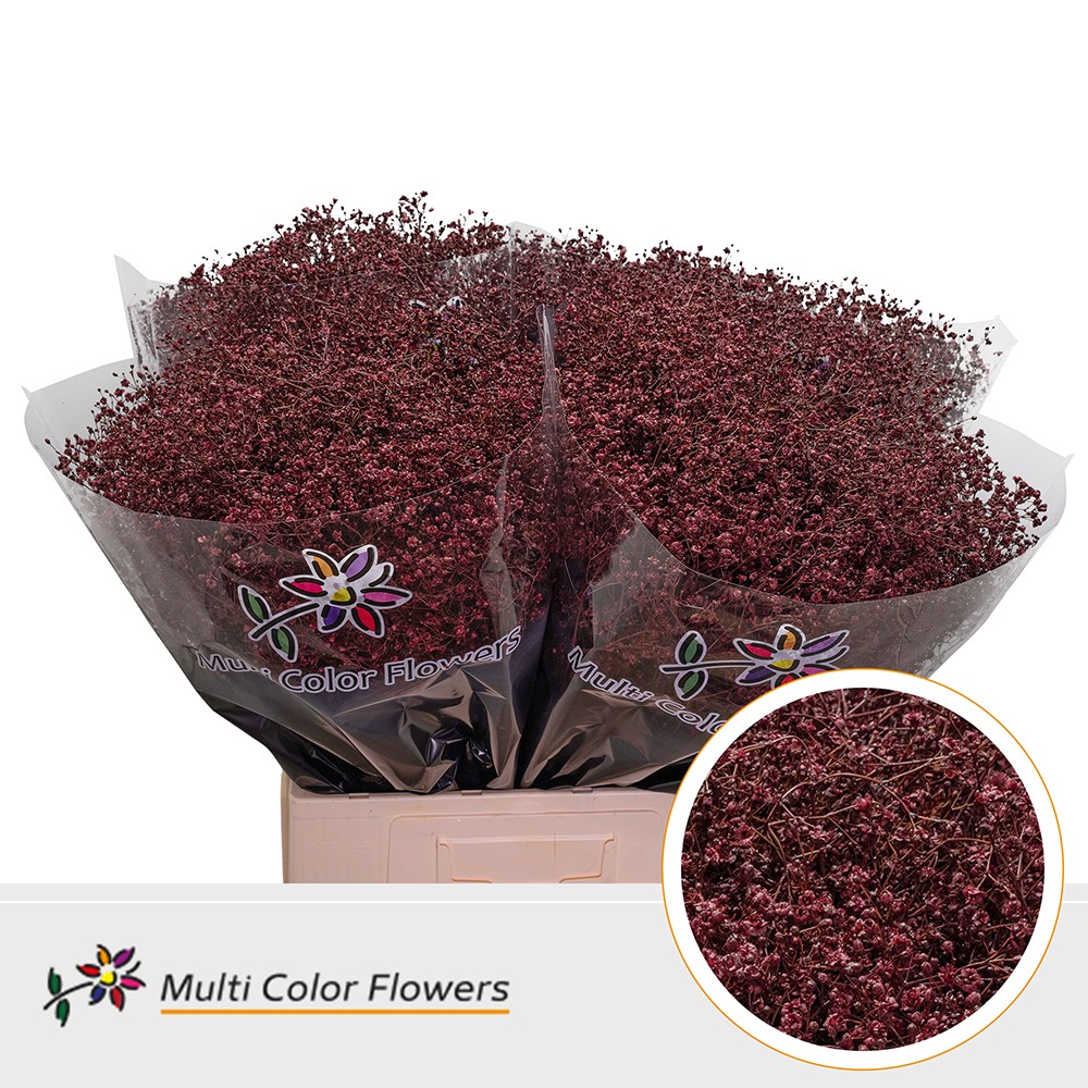Gypsophila Painted Million Star Bordeaux 70cm