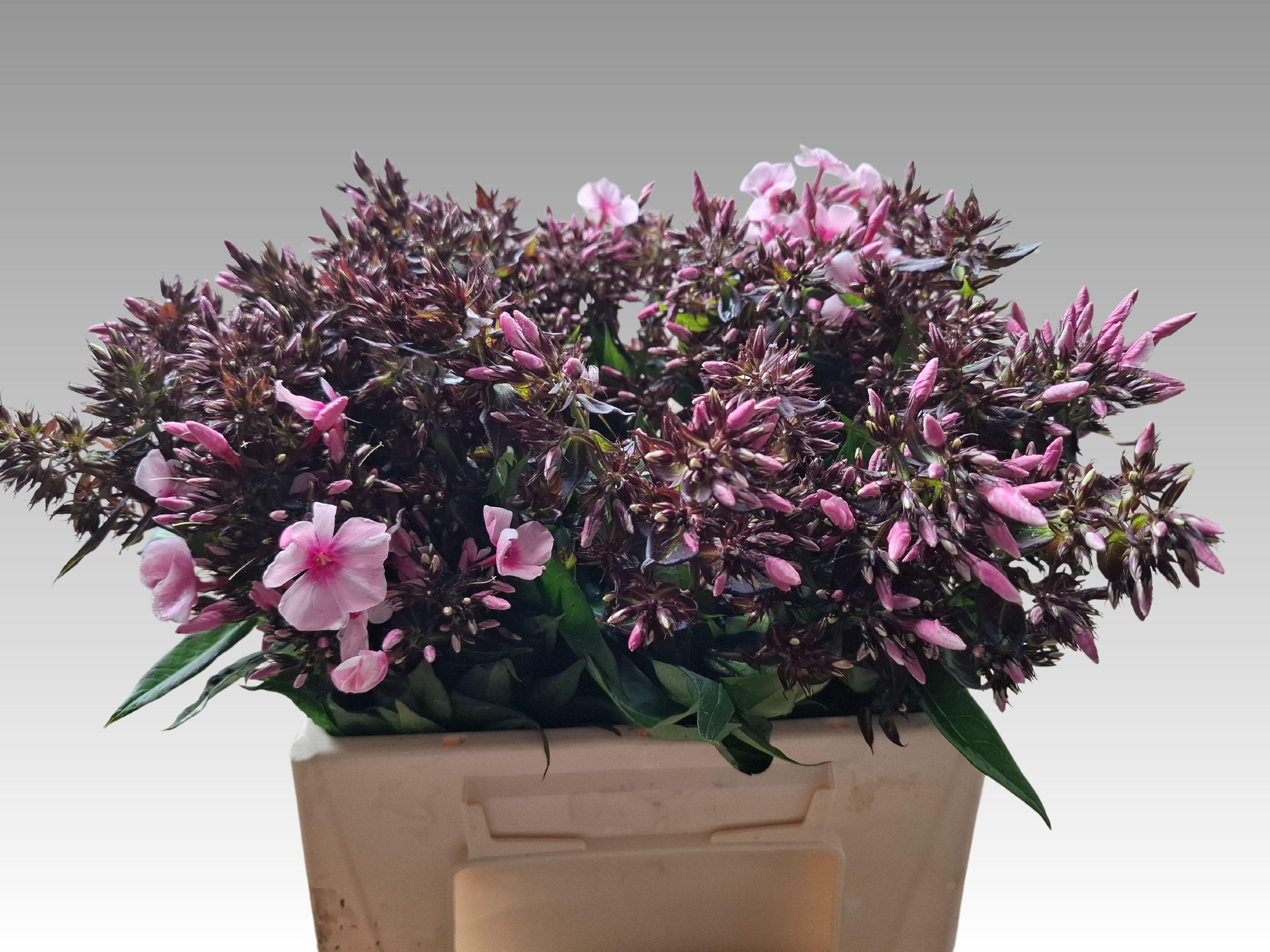 Phlox P Bri Eyes