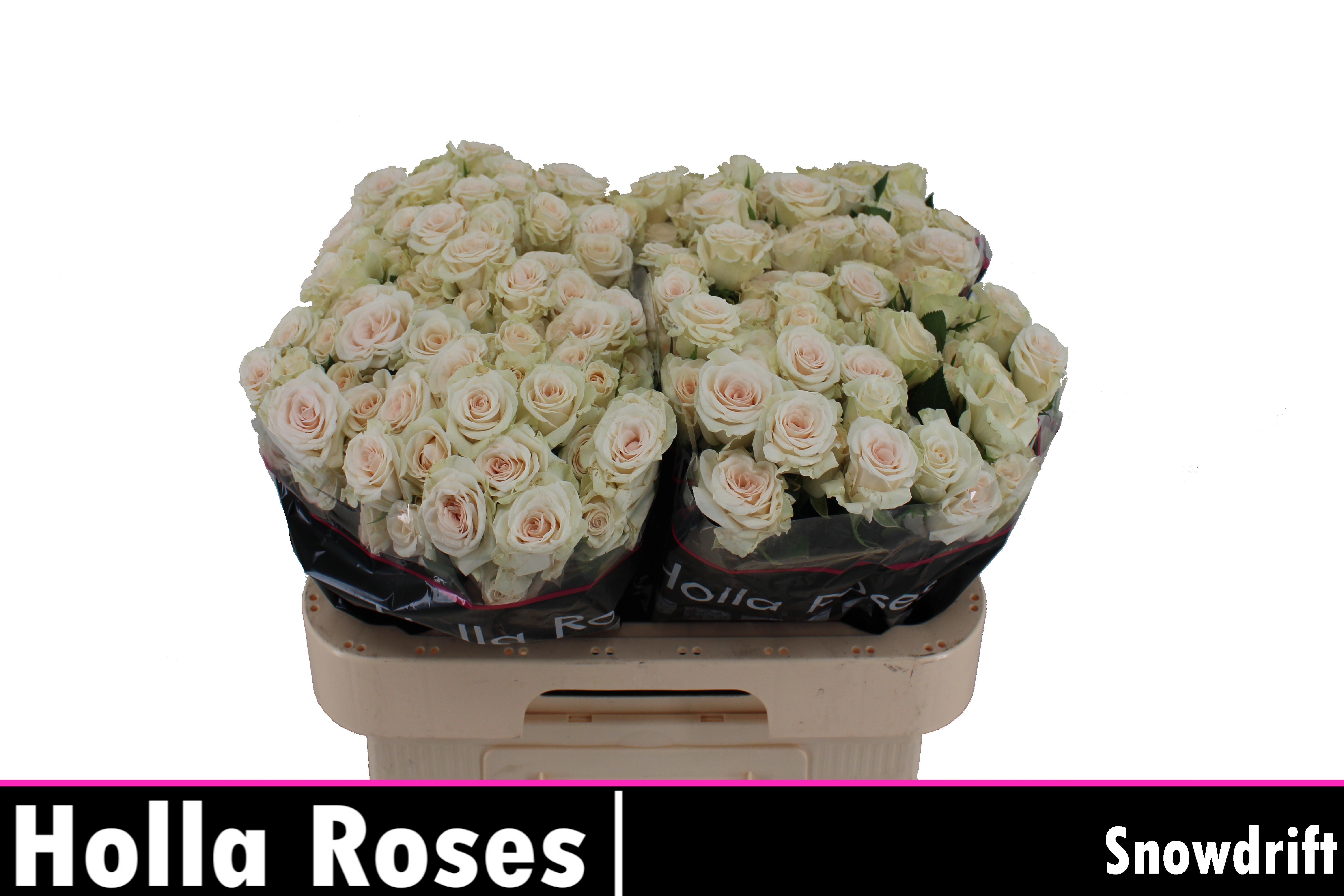 R Tr Snowdrift 60cm