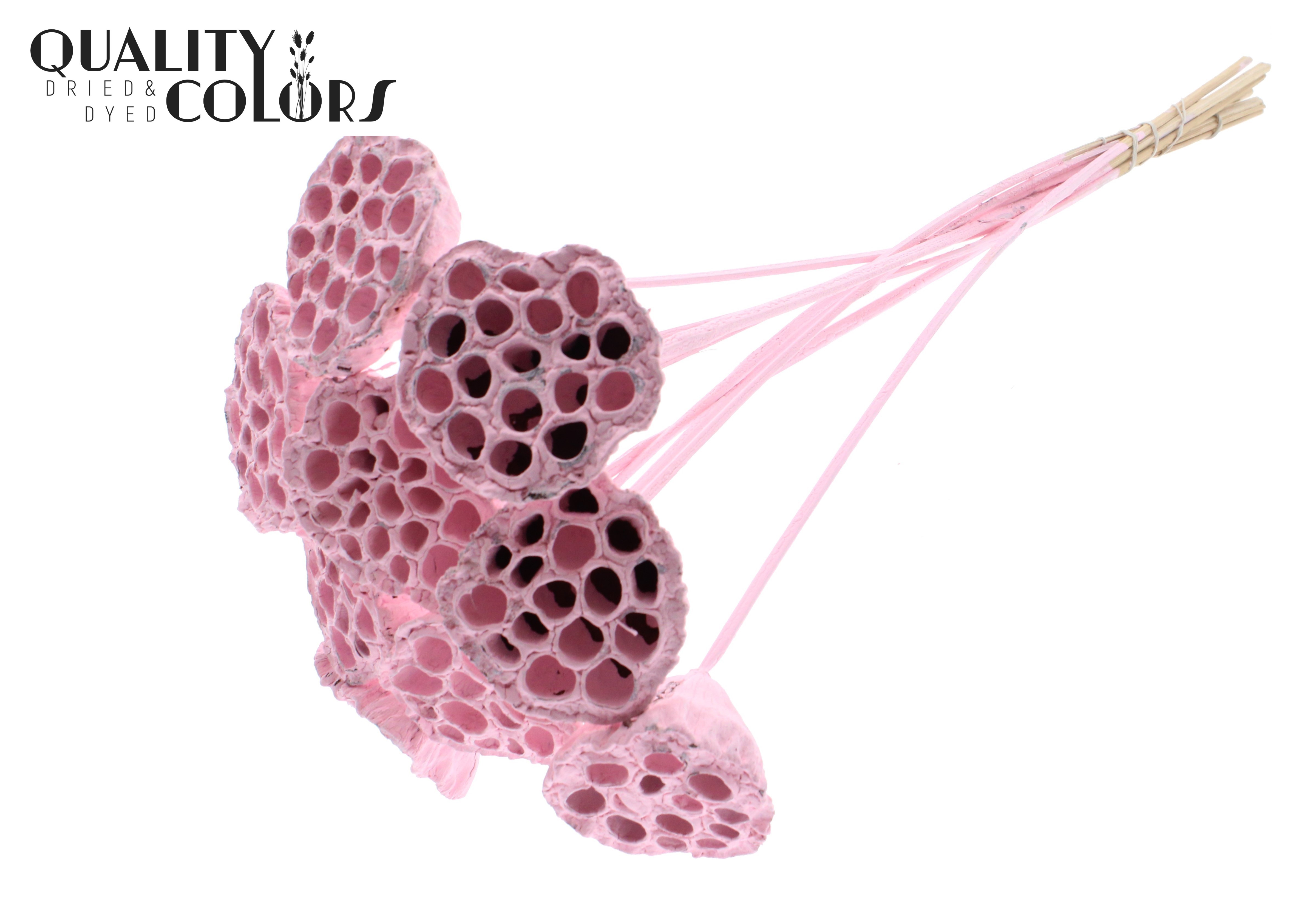 Lotus Light Pink 50cm