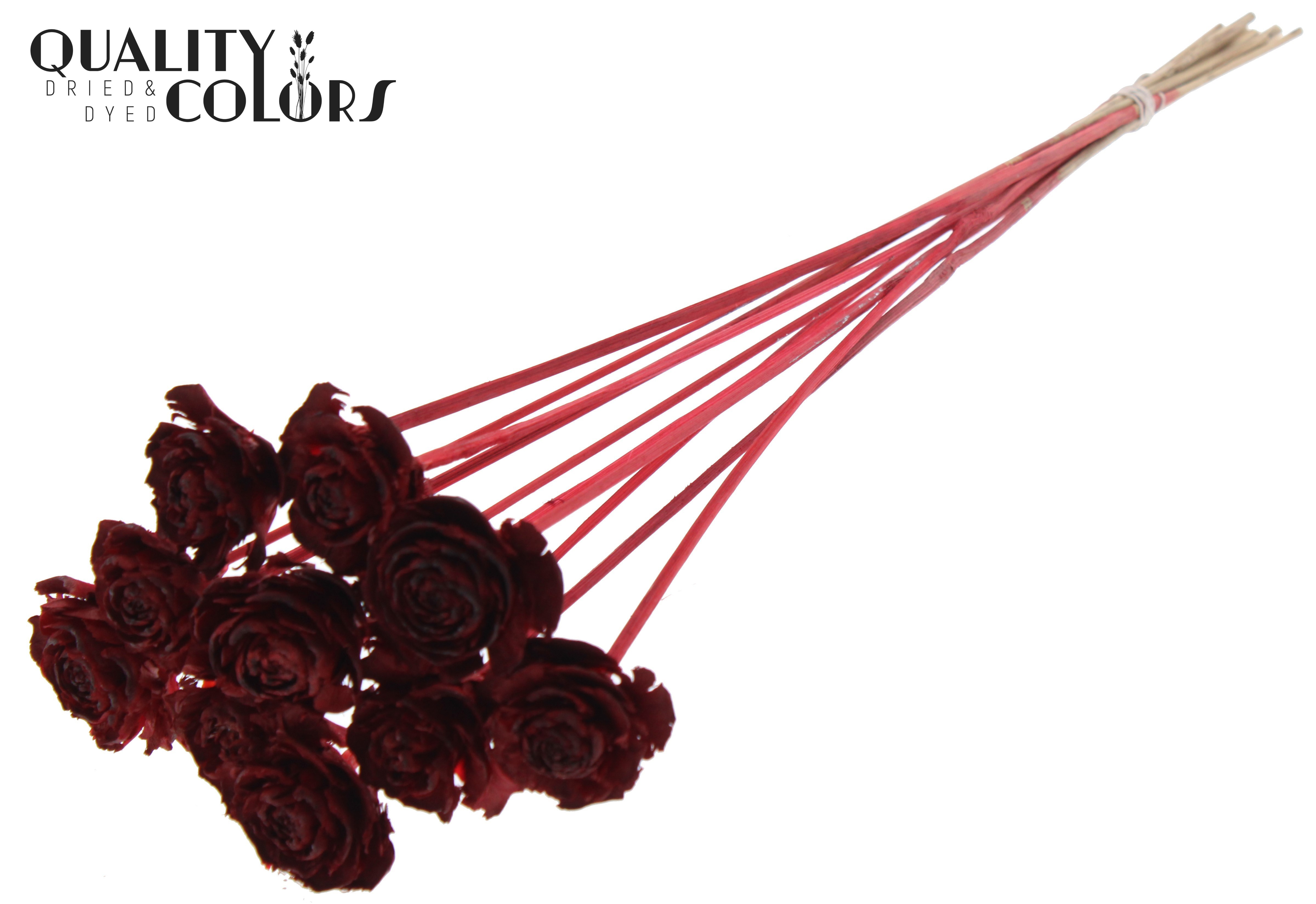 Cedar Rose Red 50cm