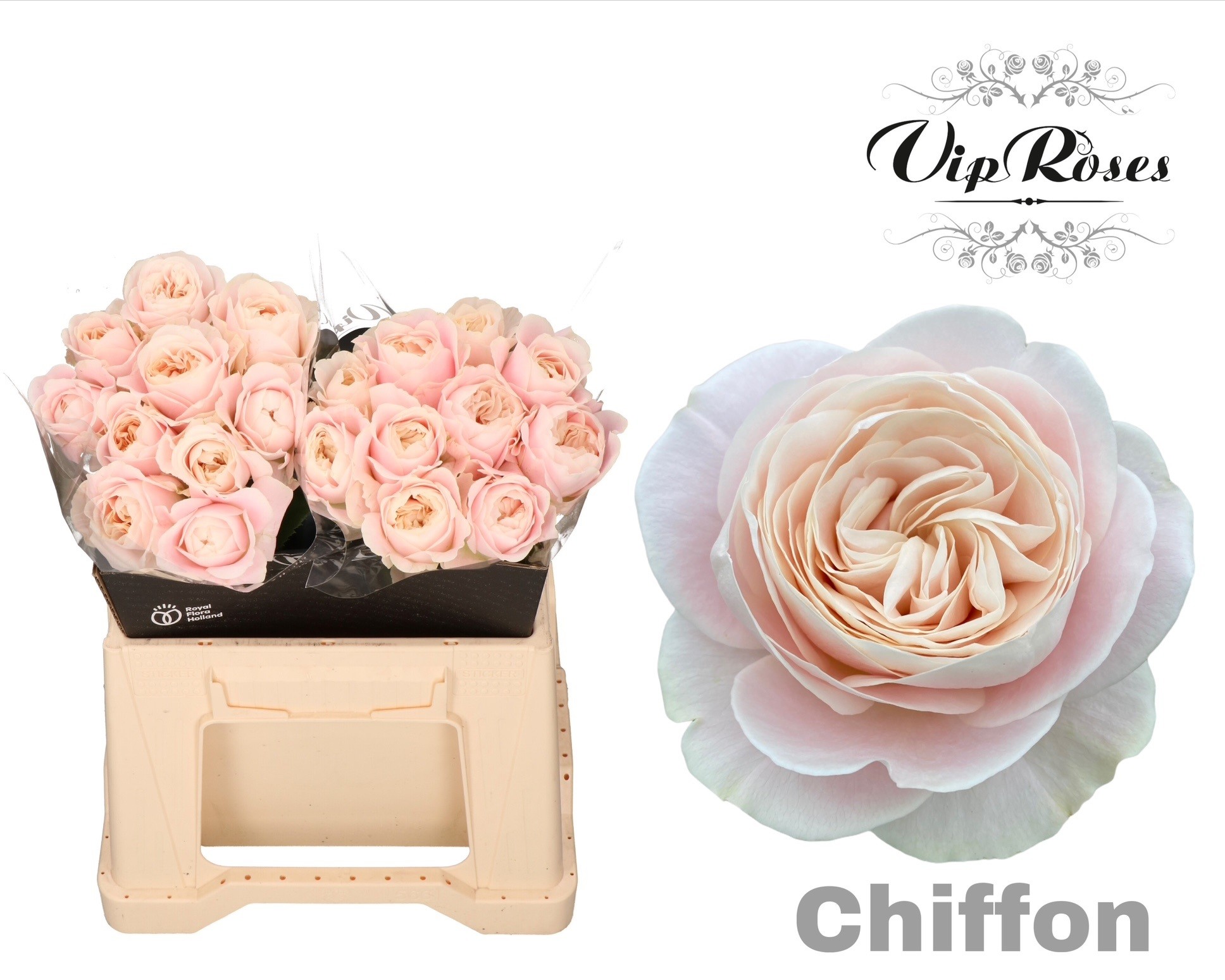 R Gr Chiffon