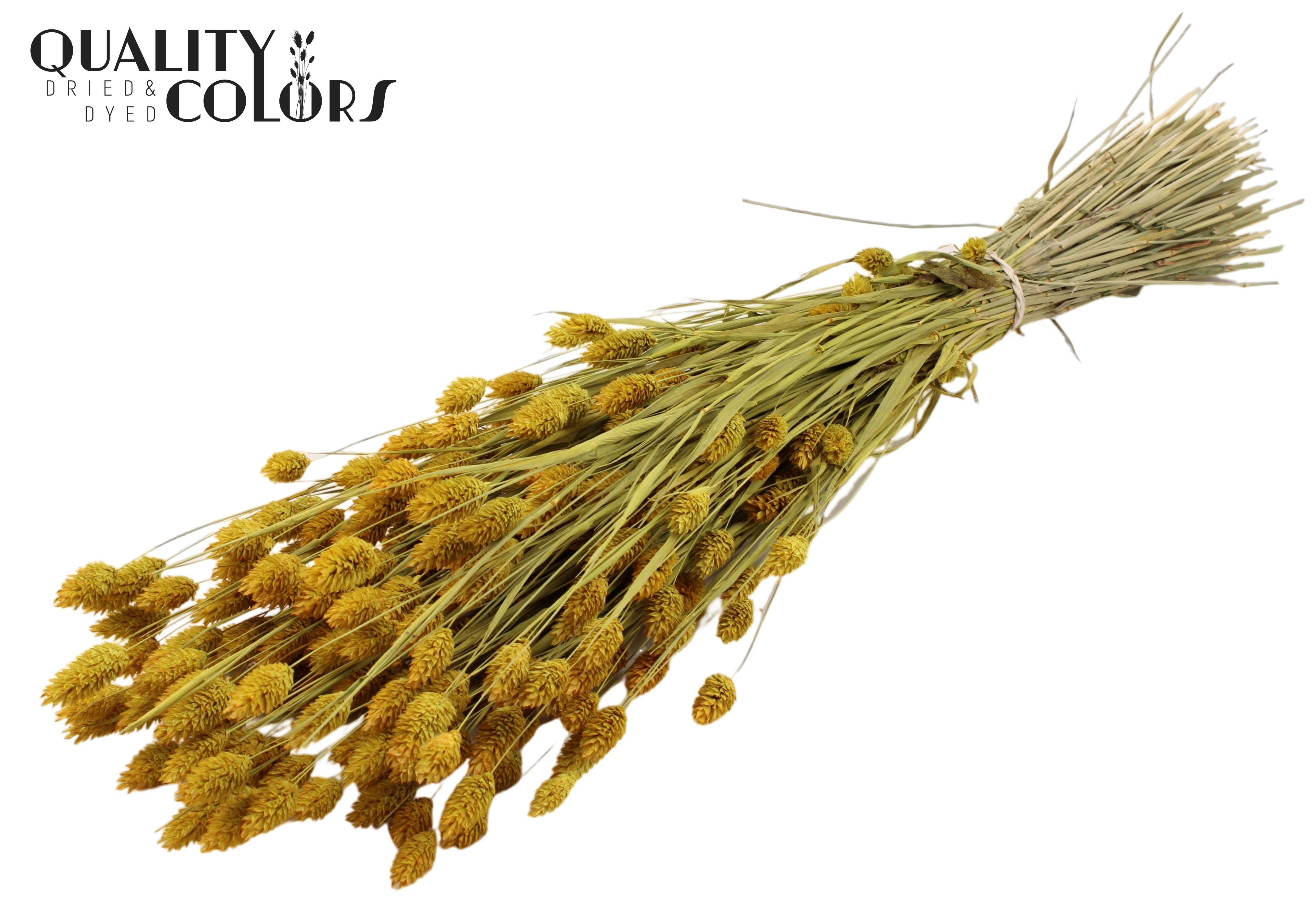 Phalaris Yellow Per Bunch 60cm 220gr.