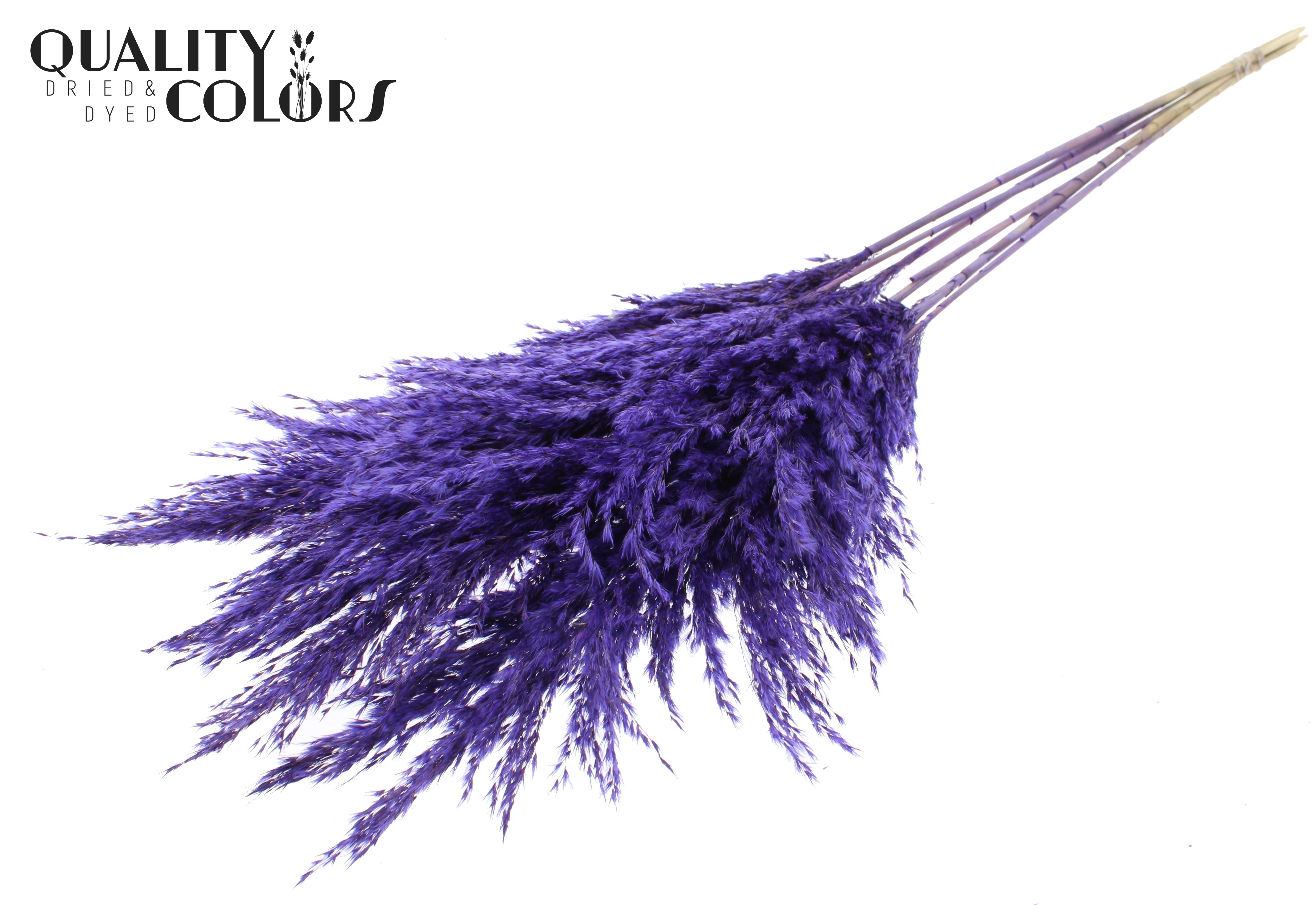 Pampas Grass Purple Per Bunch 100cm