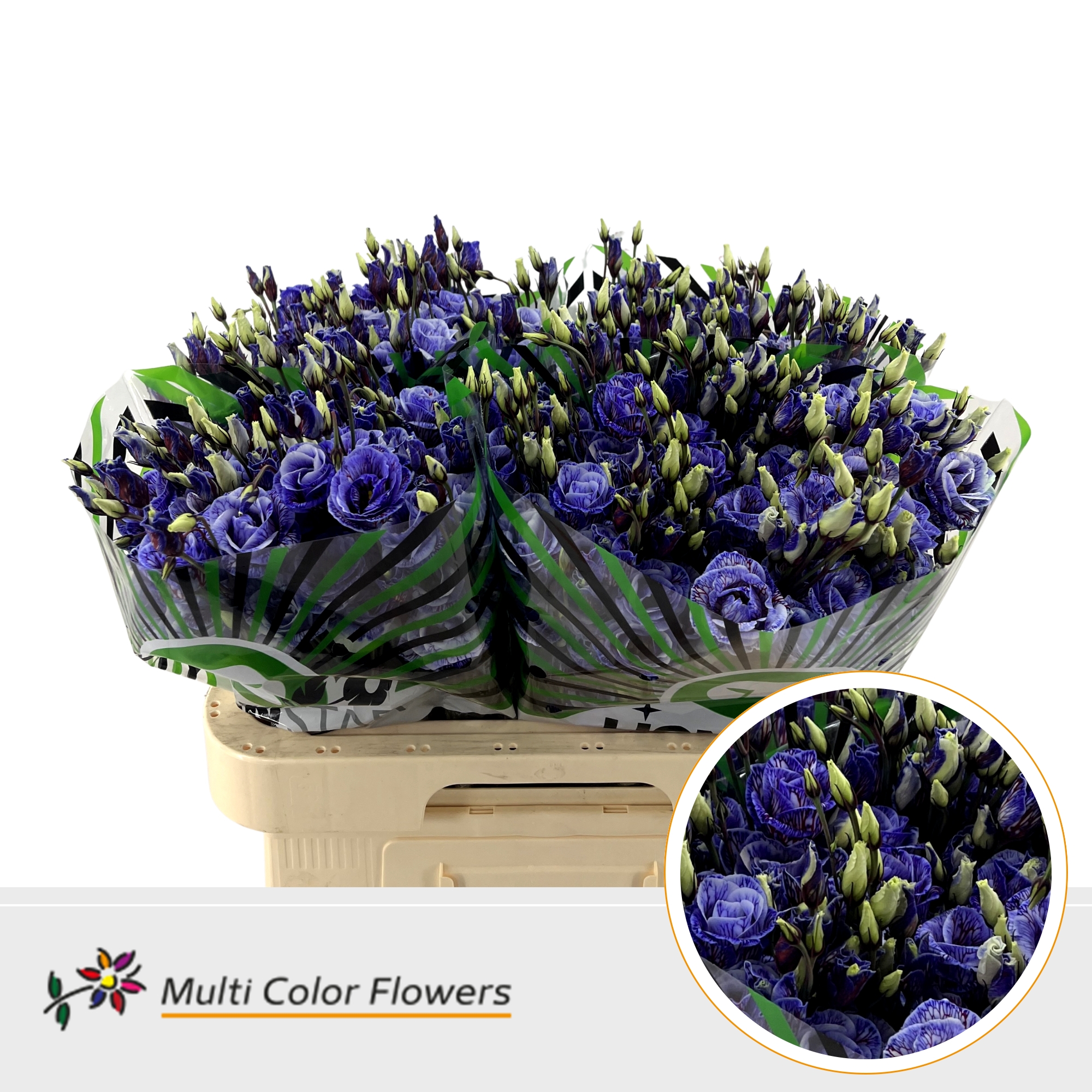 Eustoma Double Painted Explosion 60cm