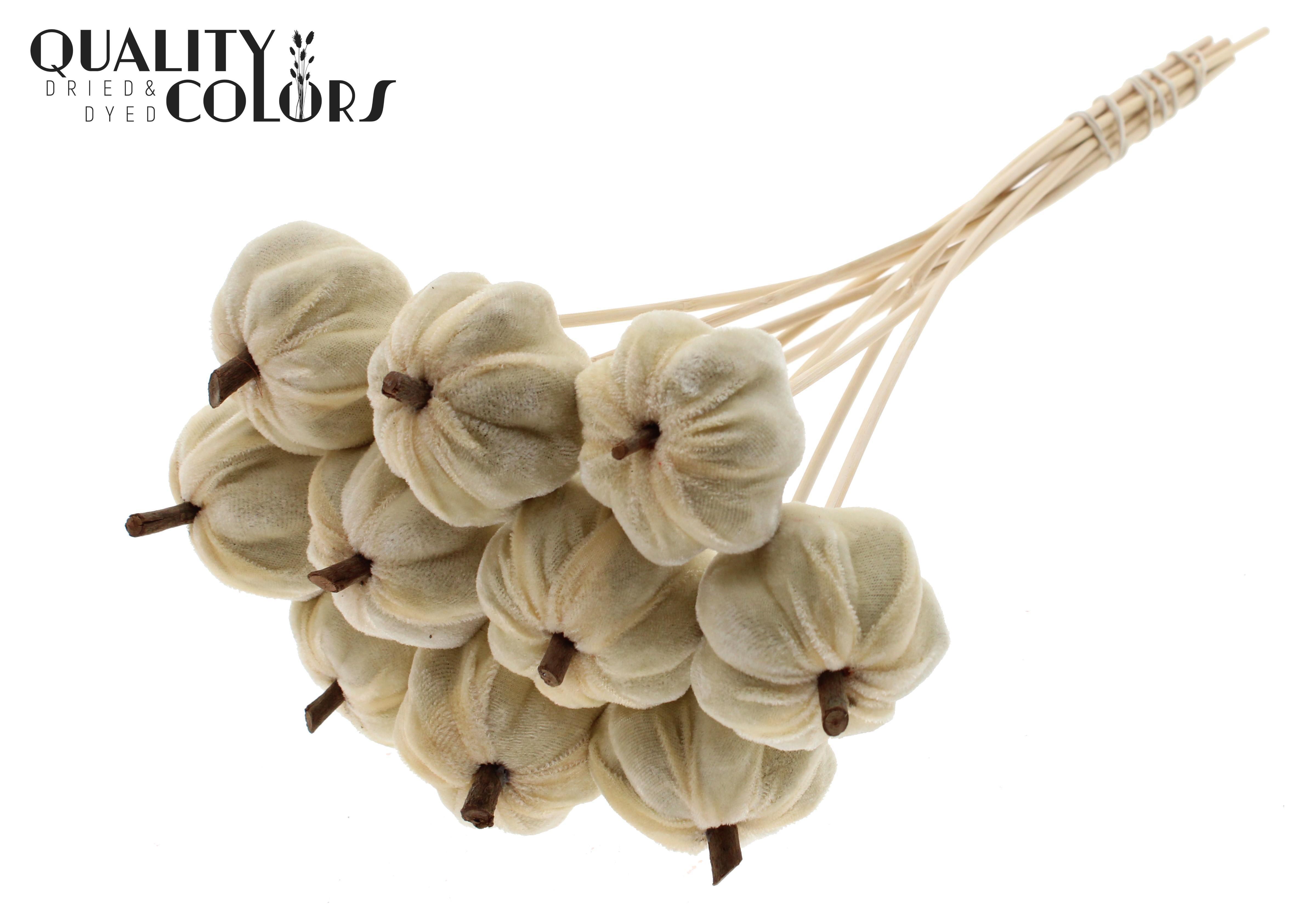 Velvet Pumpkin Natural 50cm