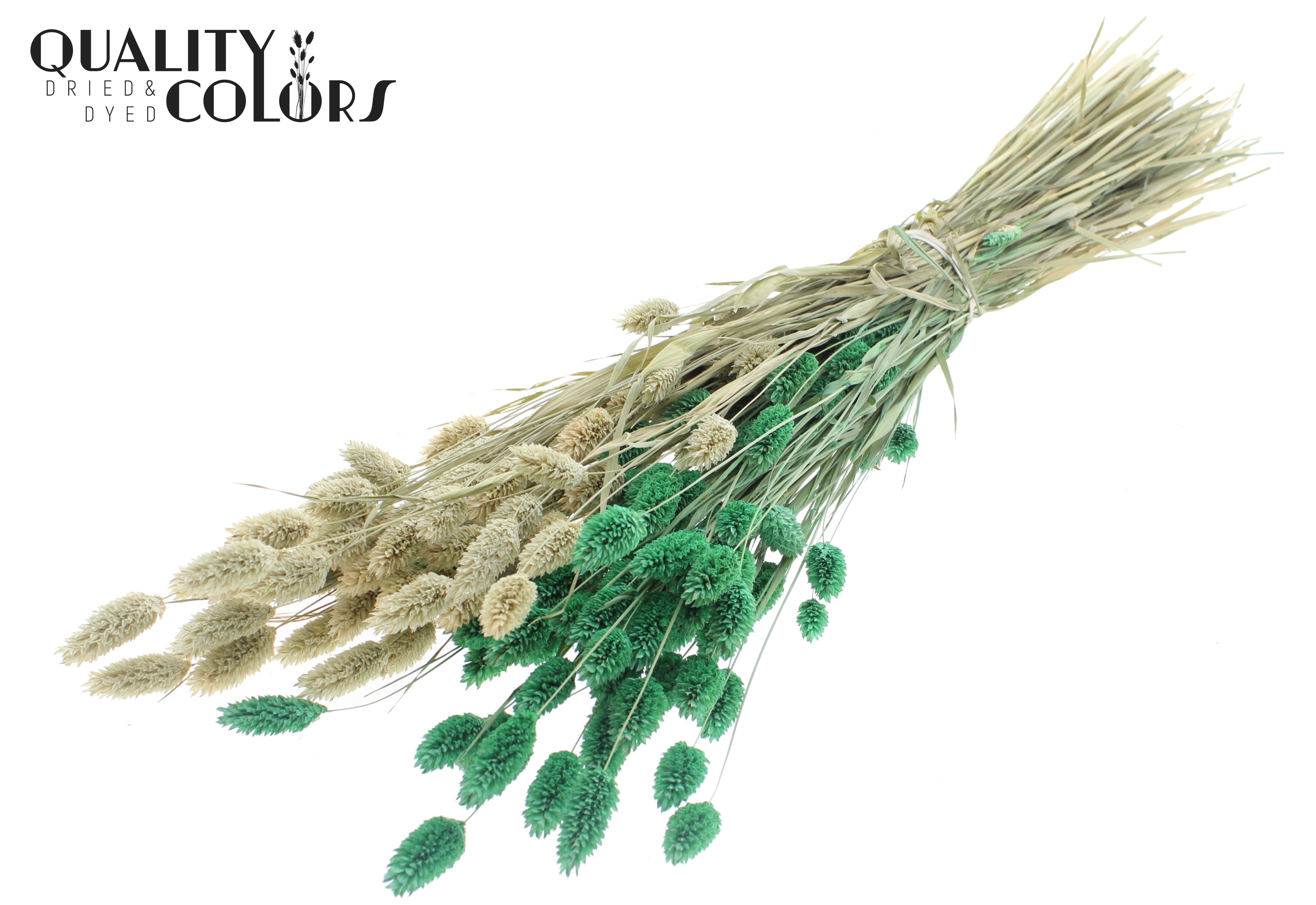 Phalaris Two Tone Frosted Mint Per Bunch 60cm 220gr.