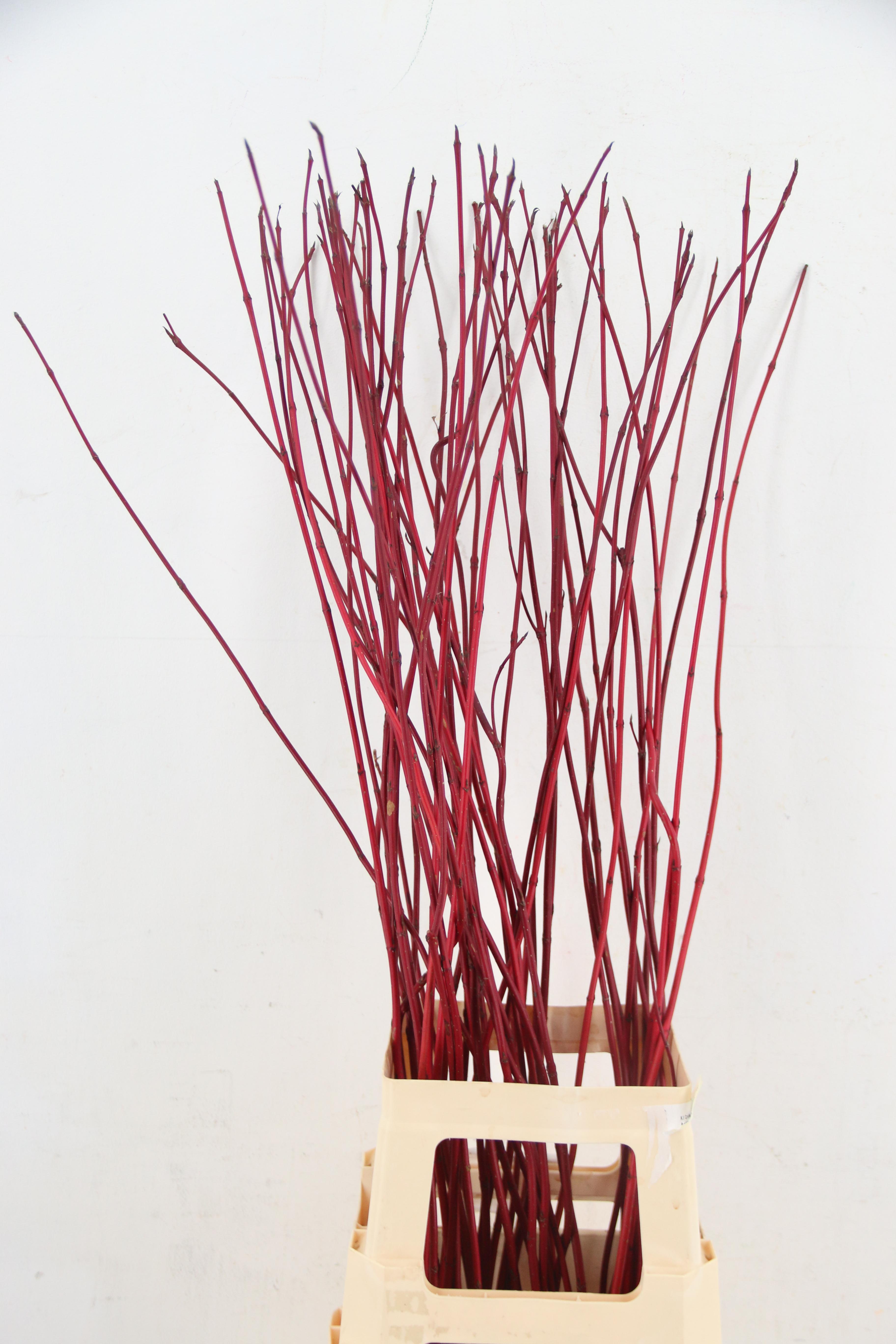 Cornus Sibirica 100cm