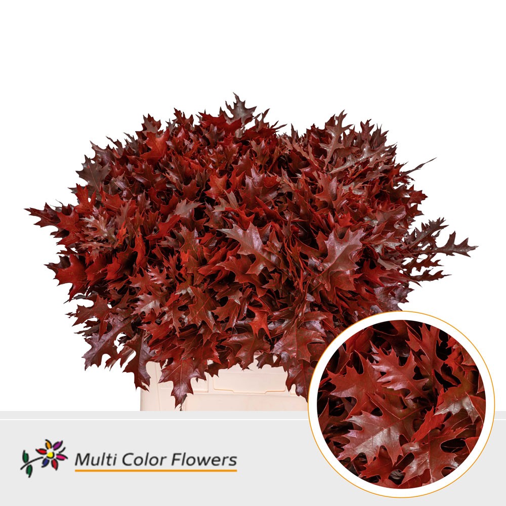 Quercus Palustris Painted Red 60cm