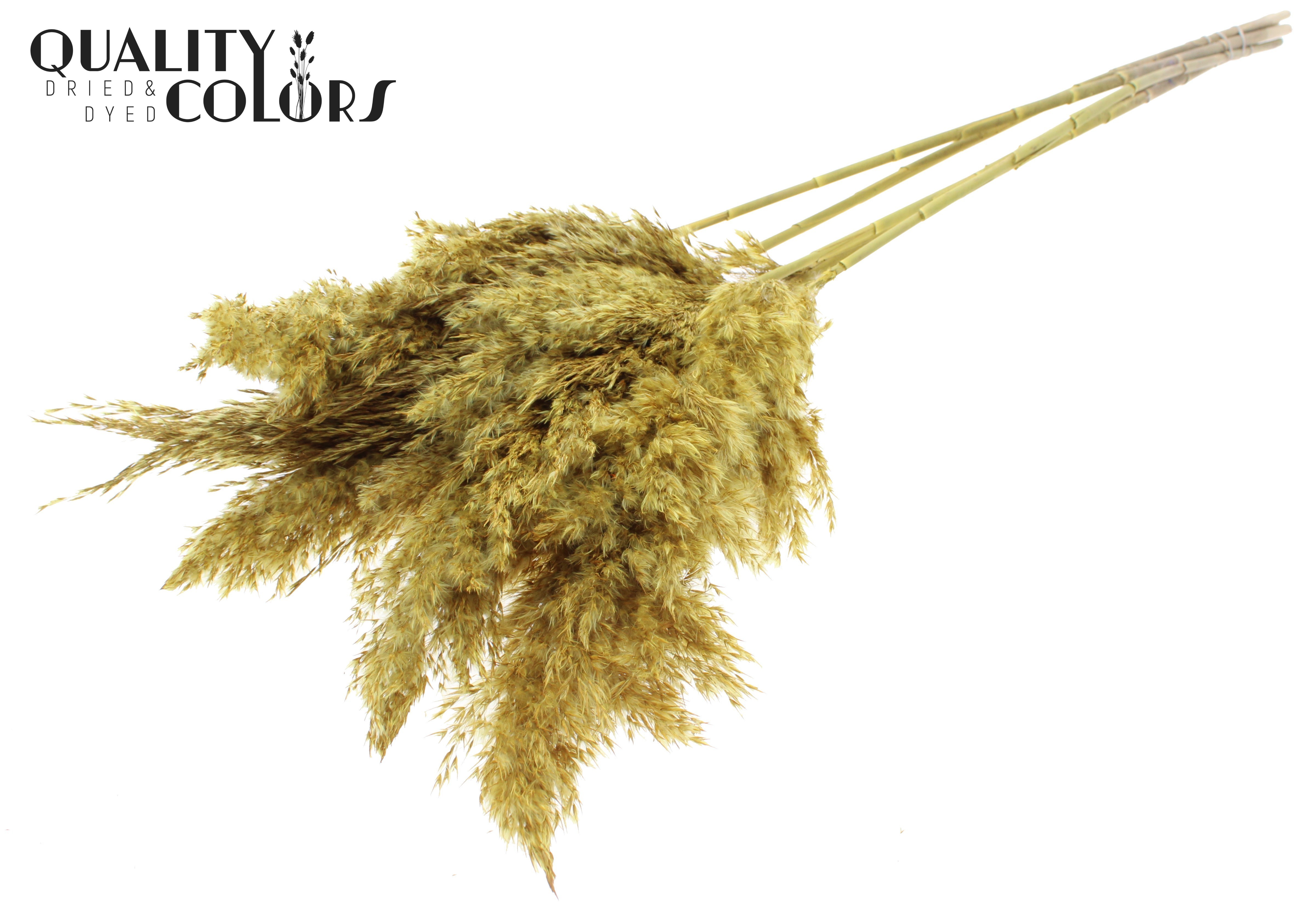 Pampas Grass Yellow Per Bunch 100cm