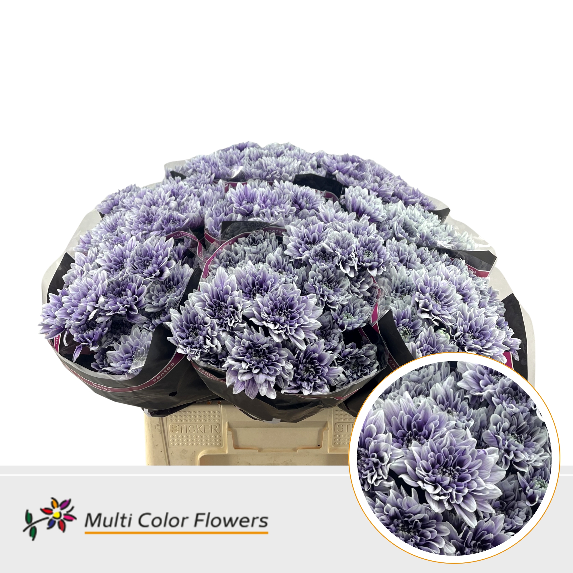 Chrysanth Spray Painted Baltica After Eight 60cm