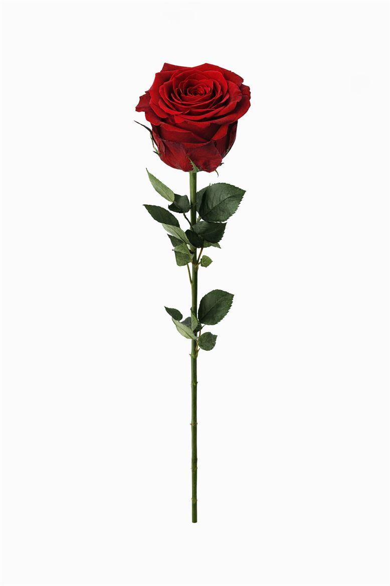 Ro Pres Stem 50cm Red