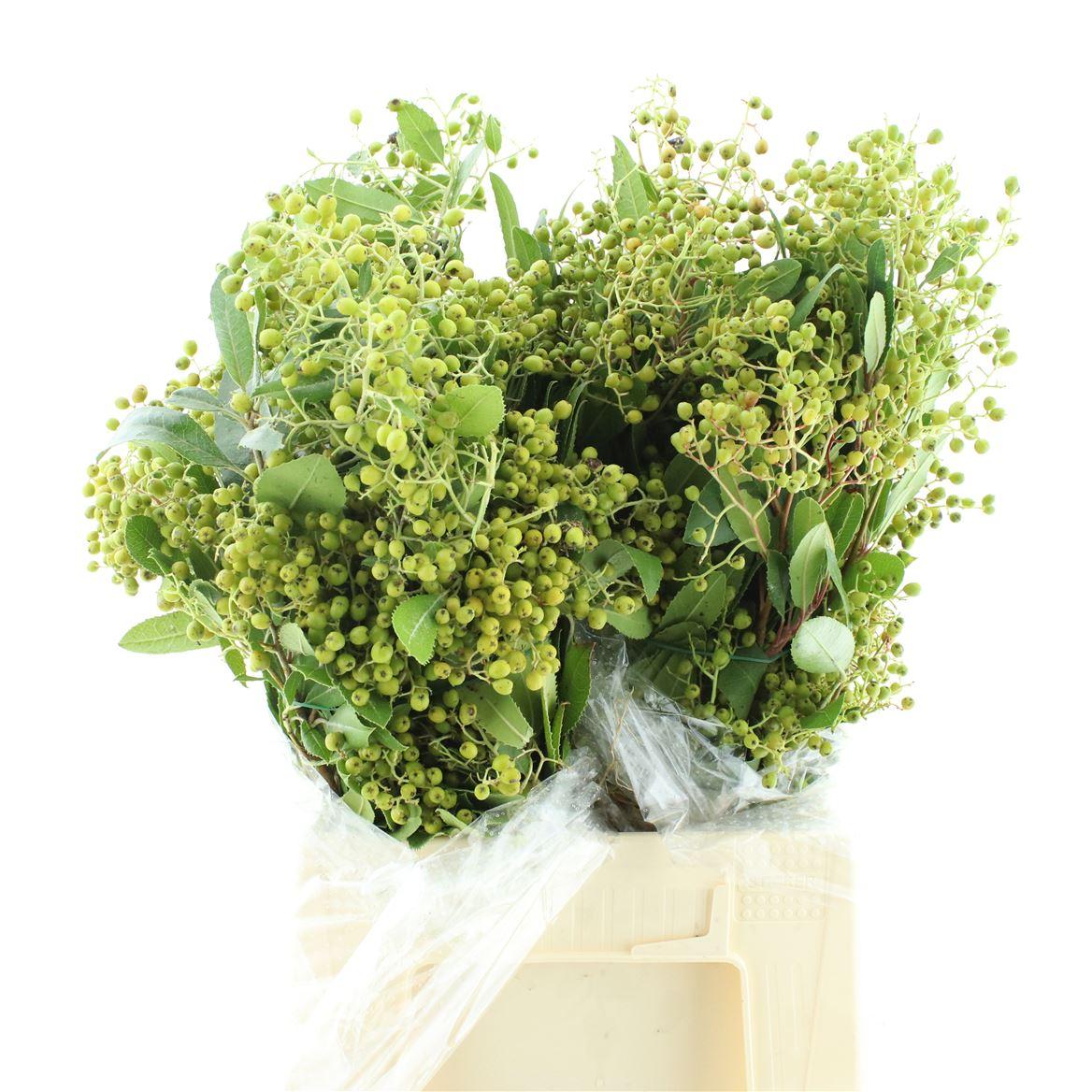 Photinia Bes Green 200 Gram