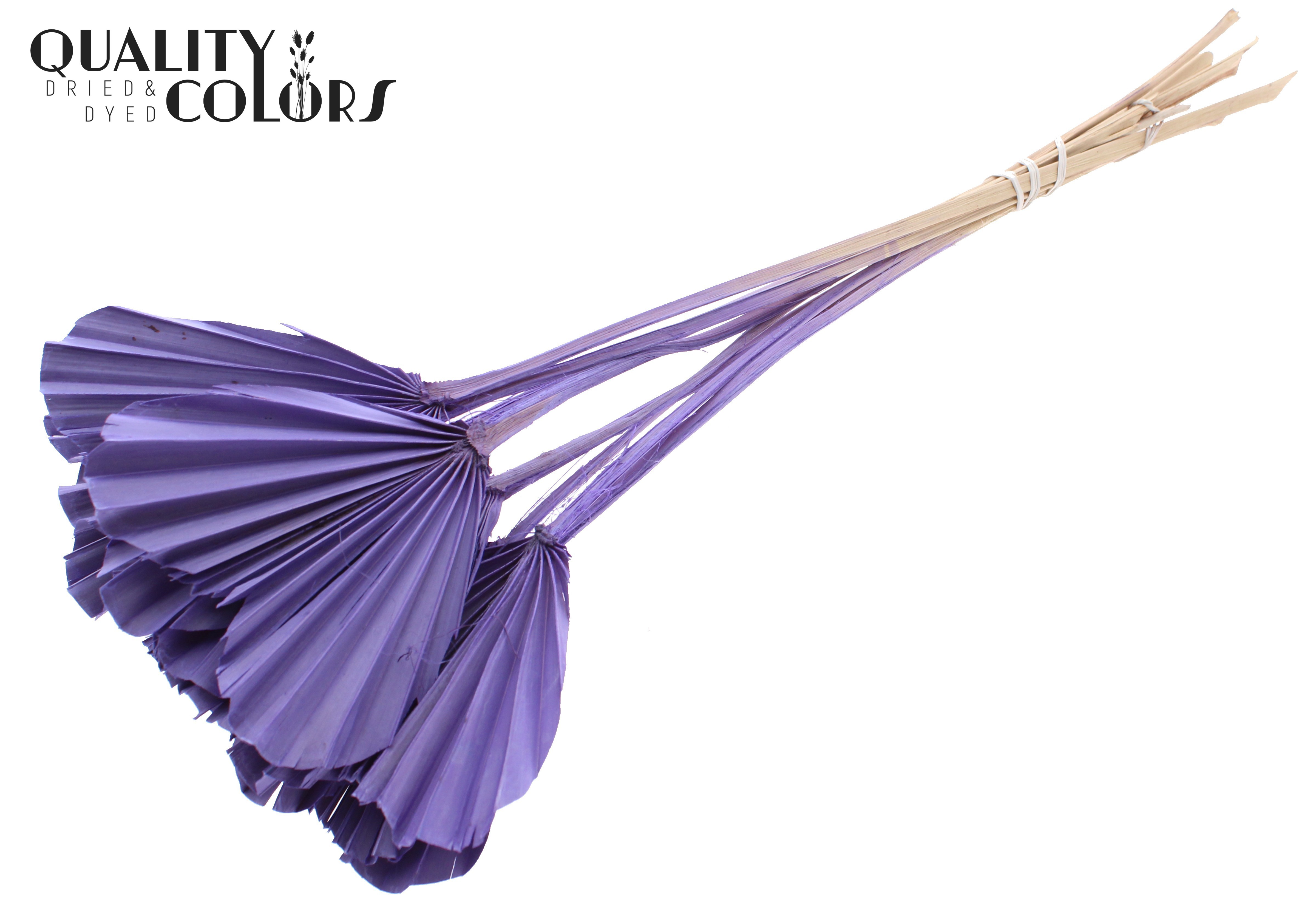 Palm Spear Heart Frosted Milka 45cm