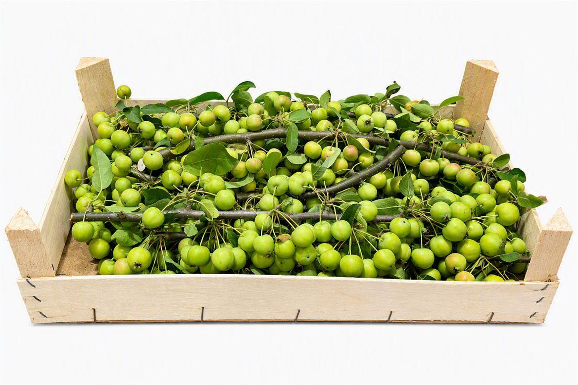 Sier Malustak Green P Wdn Box