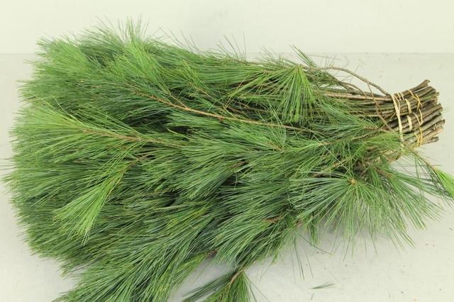 Pinus Strobus 50cm