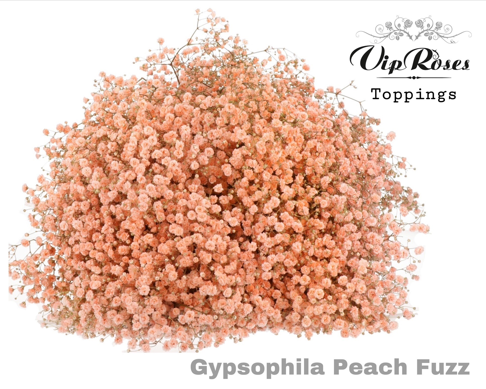 Gyps Pa Peach Fuzz 80 cm