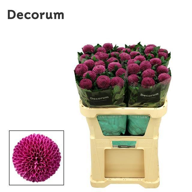 Chrysanth Single Roxo 70cm 85gr.