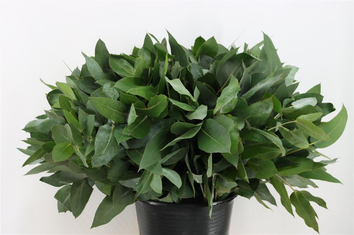 Euca Robusta 55 Cm Per Tak