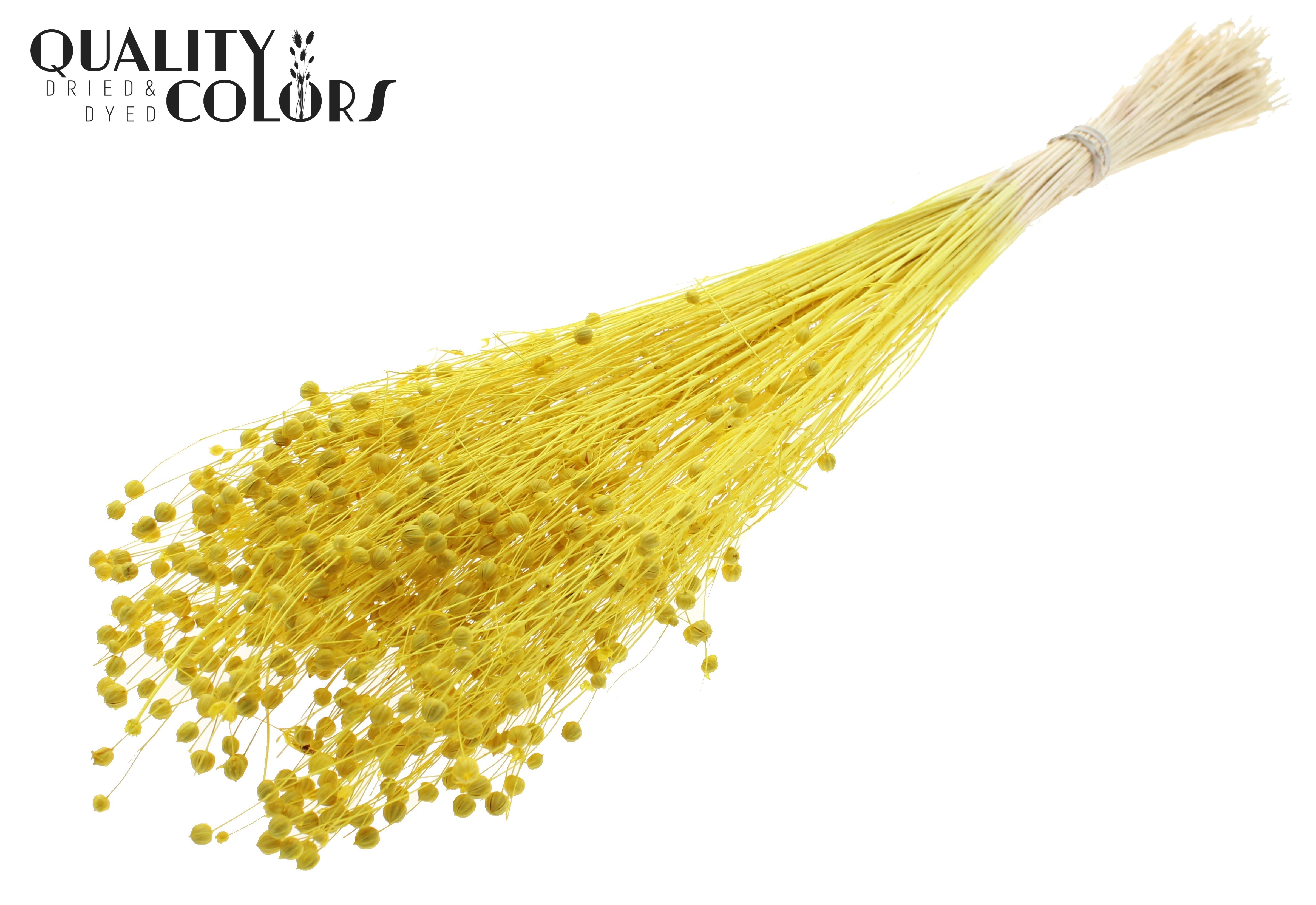 Lino Flax Intense Yellow Per Bunch 70cm