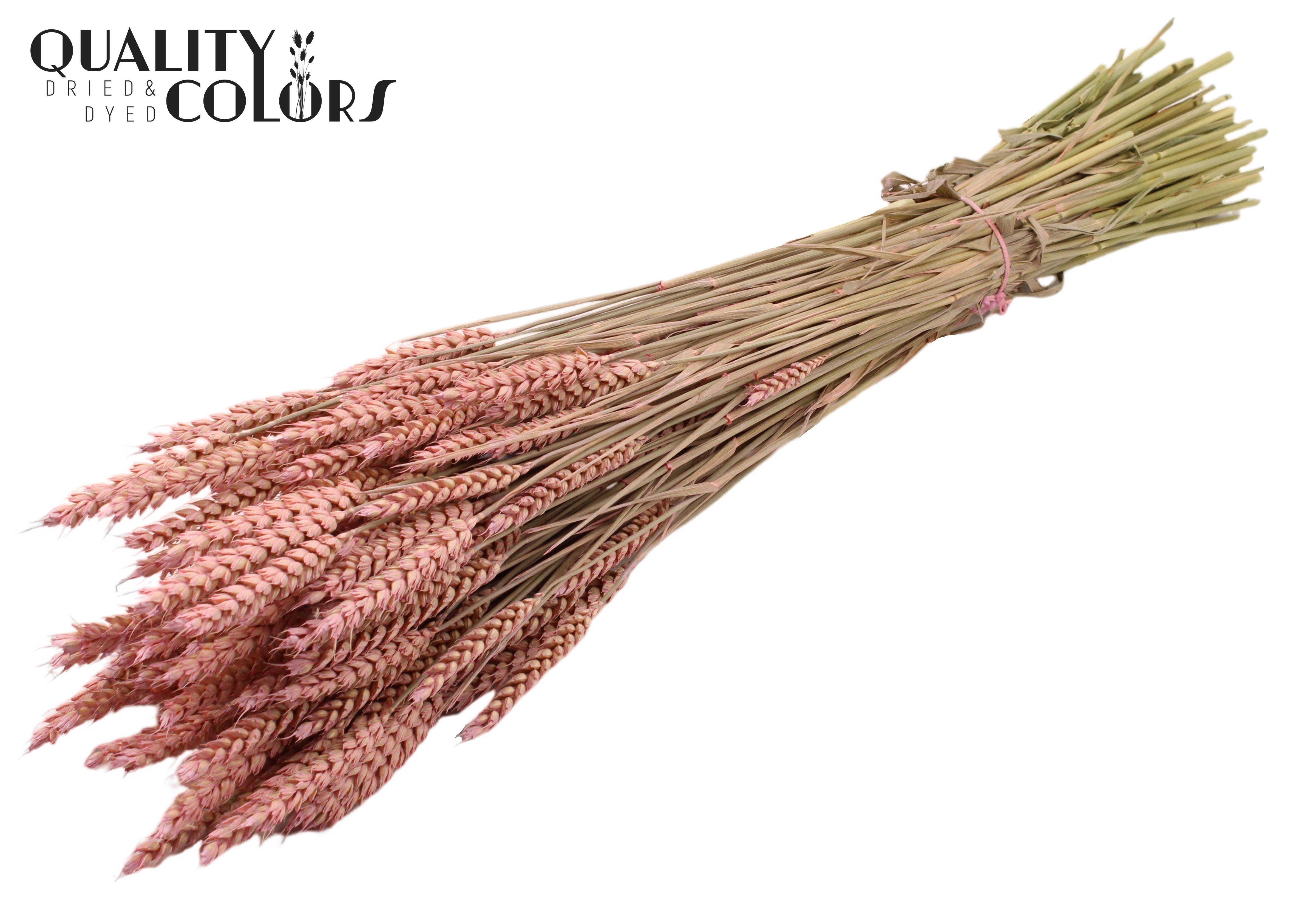 Triticum Frosted Pink Per Bunch 60cm